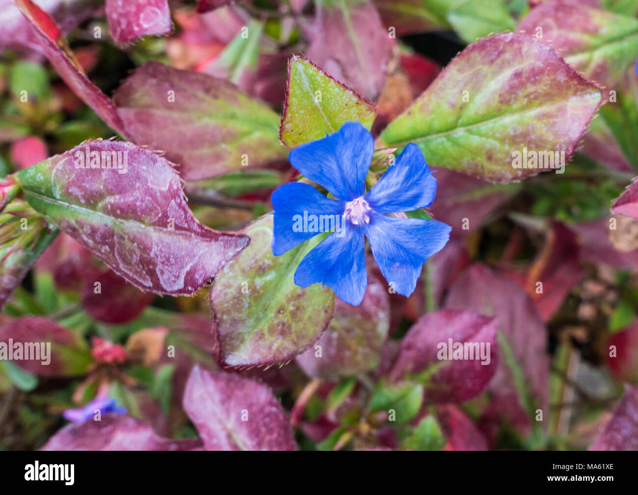 A macro shot of a bright blue plumbago bloom. Stock Photo