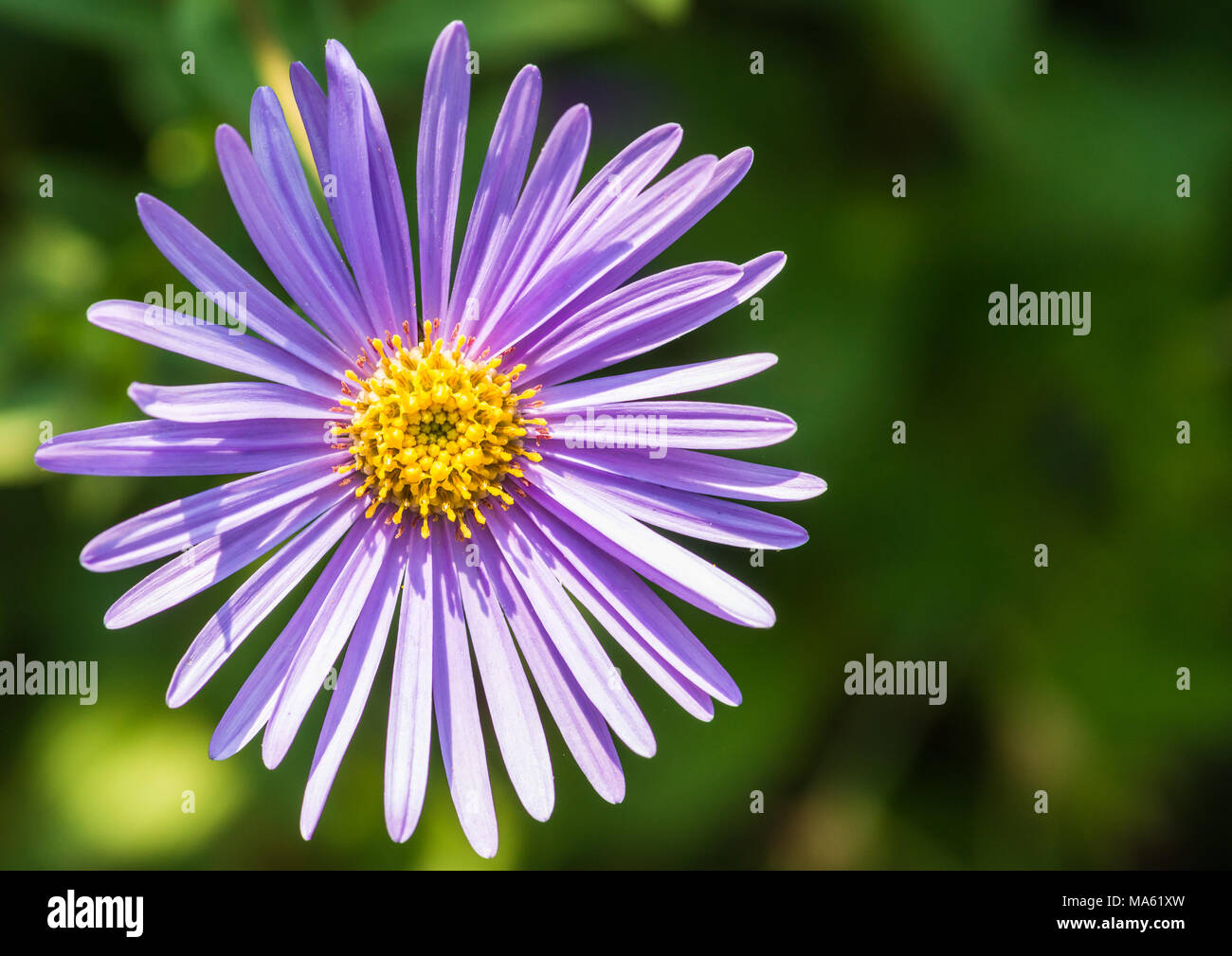 A macro shot of a blue michaelmas daisy bloom. Stock Photo