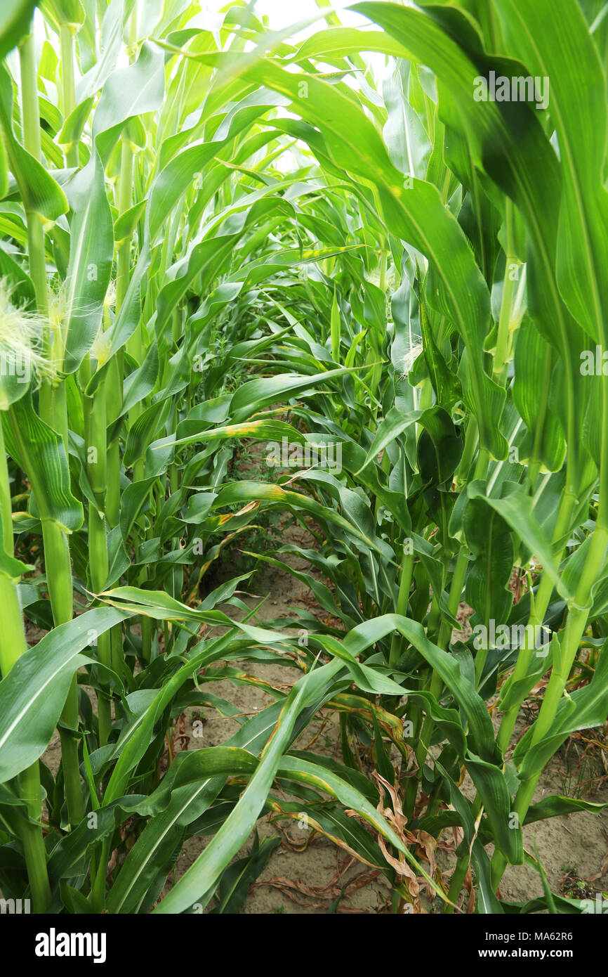 In the center of maize field. Macro shot of sprouts Stock Photo Alamy