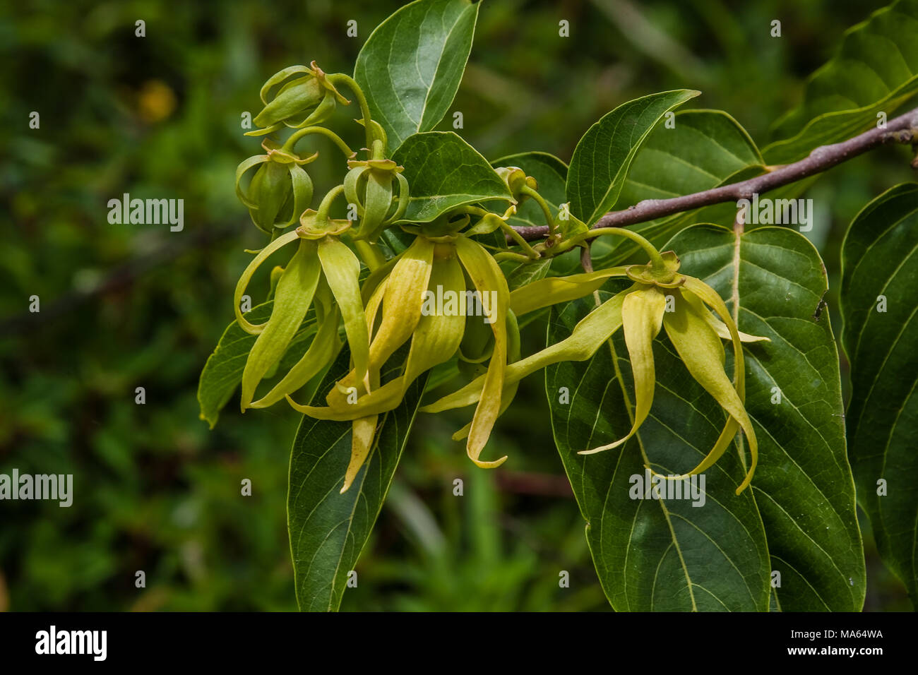 Ylang-Ylang (Cananga odorata) is a tropical tree which originates from Madagascar and is valued for its perfume. The essential oil derived from the fl Stock Photo
