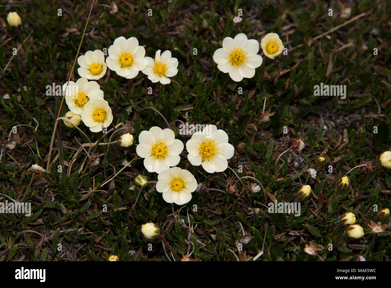 White Dryad flowering in Longyearbyen on Svalbard, which is an archipelago in the Arctic Ocean. Stock Photo