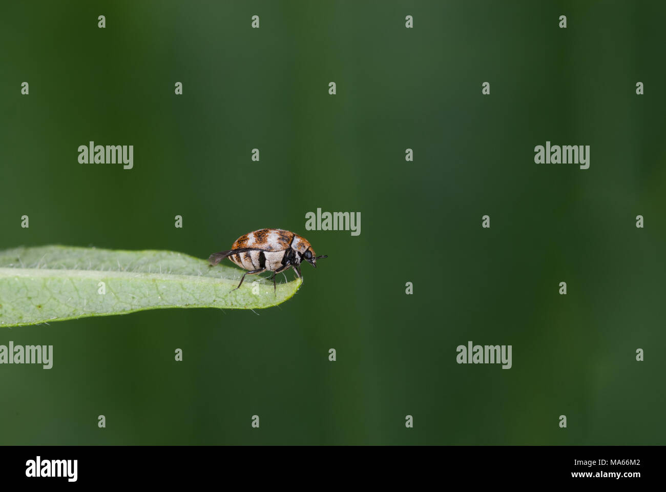 Carpet beetle hires stock photography and images Alamy