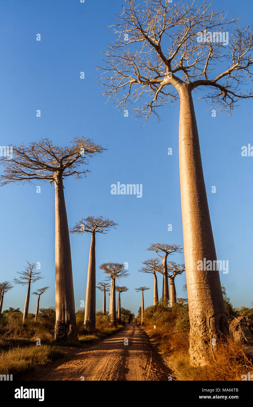 Adansonia Grandidieri, baobab trees at sunset at the avenue of the ...