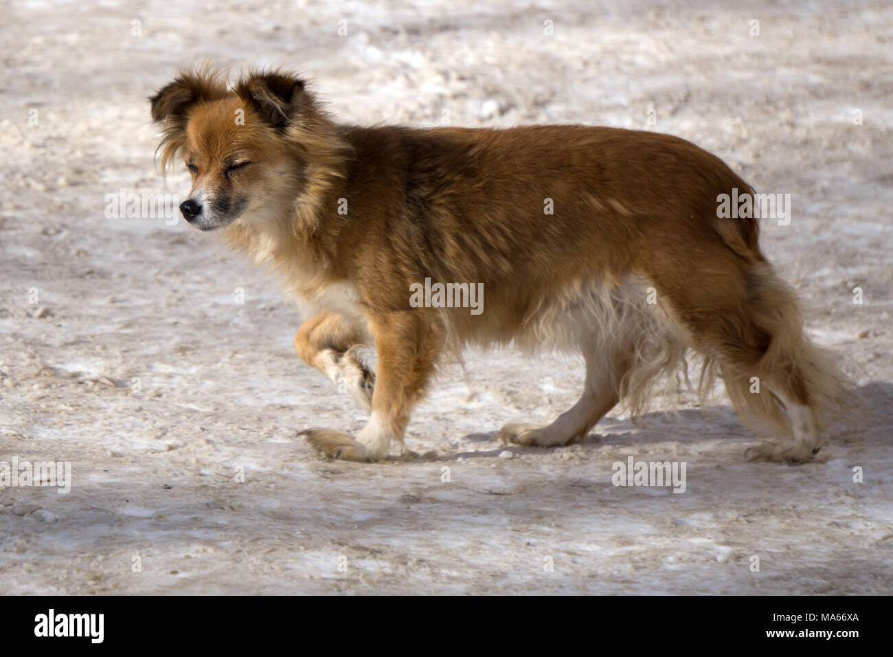 brown dachshund dog lying down outdoors Stock Photo