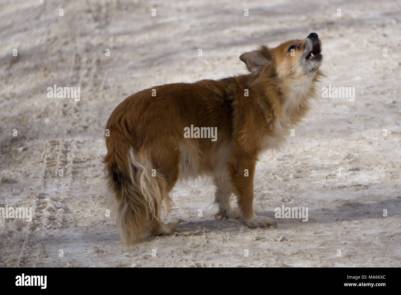Old little dog barks in a rural yard Stock Photo Alamy