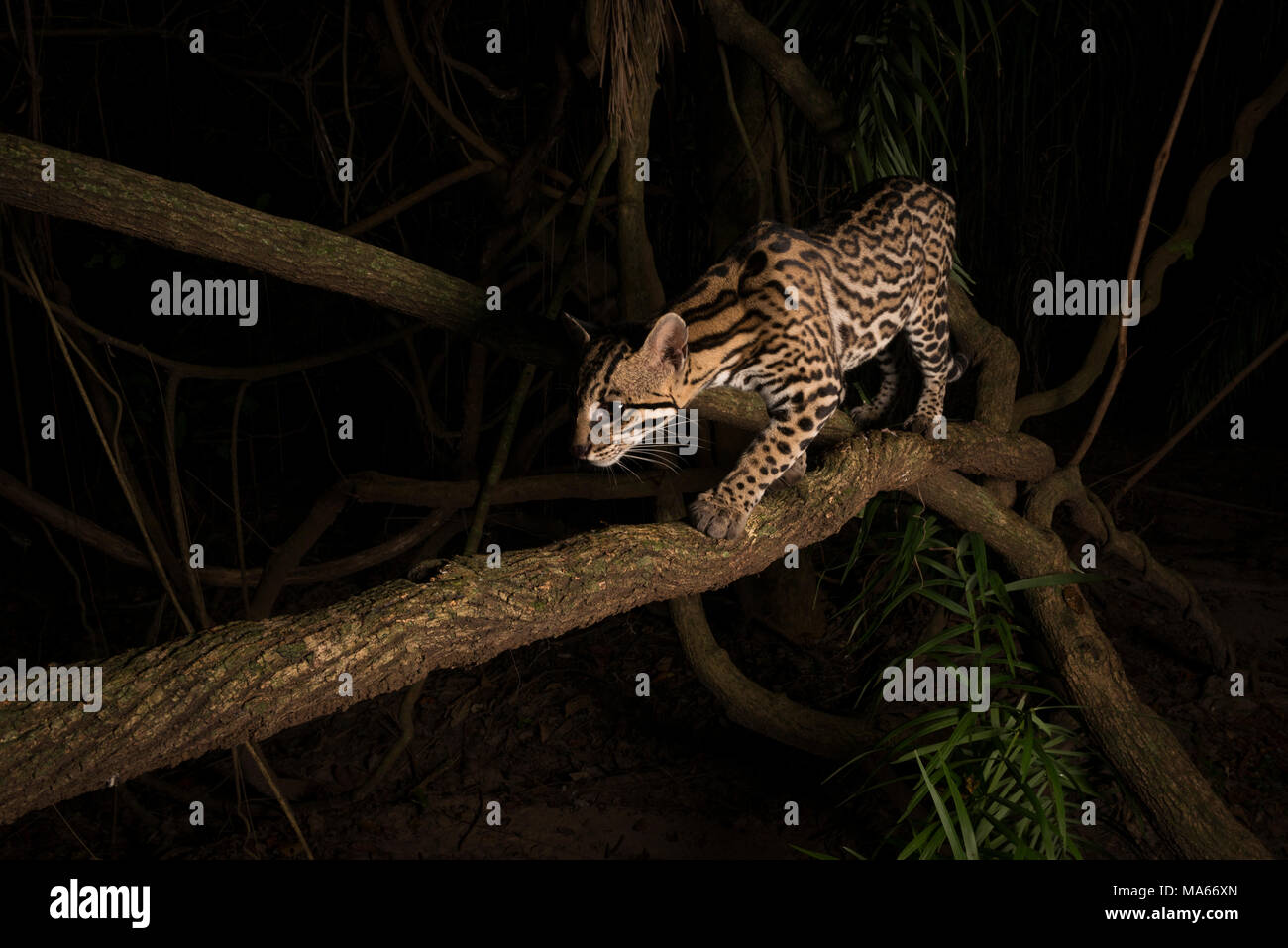 A wild Ocelot from South Pantanal Stock Photo