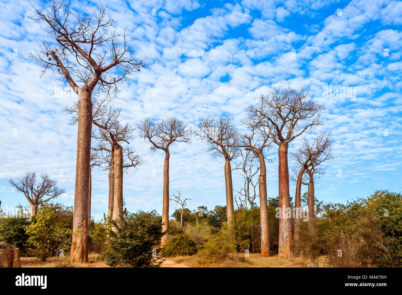 Baobab Trees, West Africa Stock Photos & Baobab Trees, West Africa ...