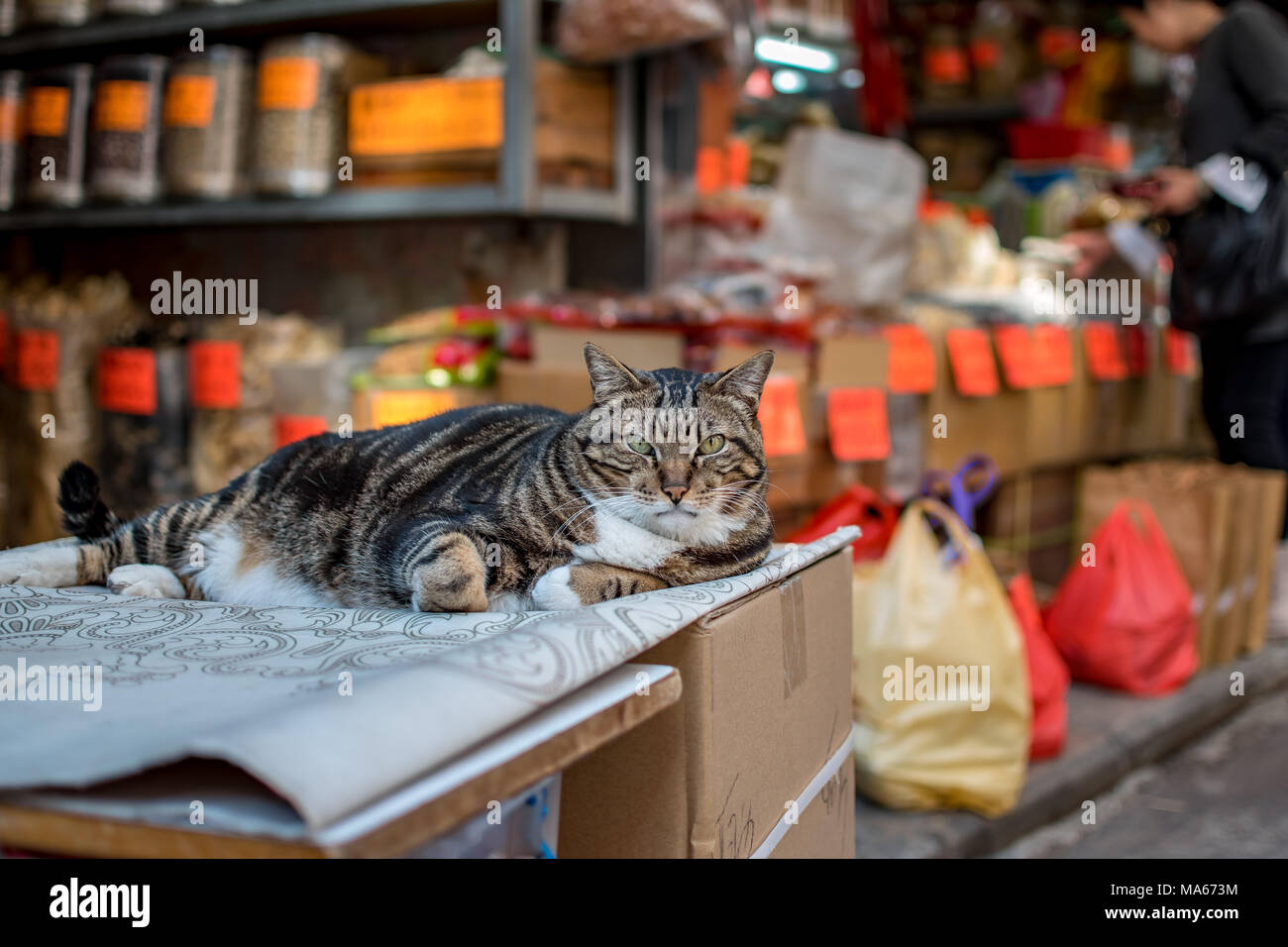 Street cat in Hong Kong Stock Photo Alamy