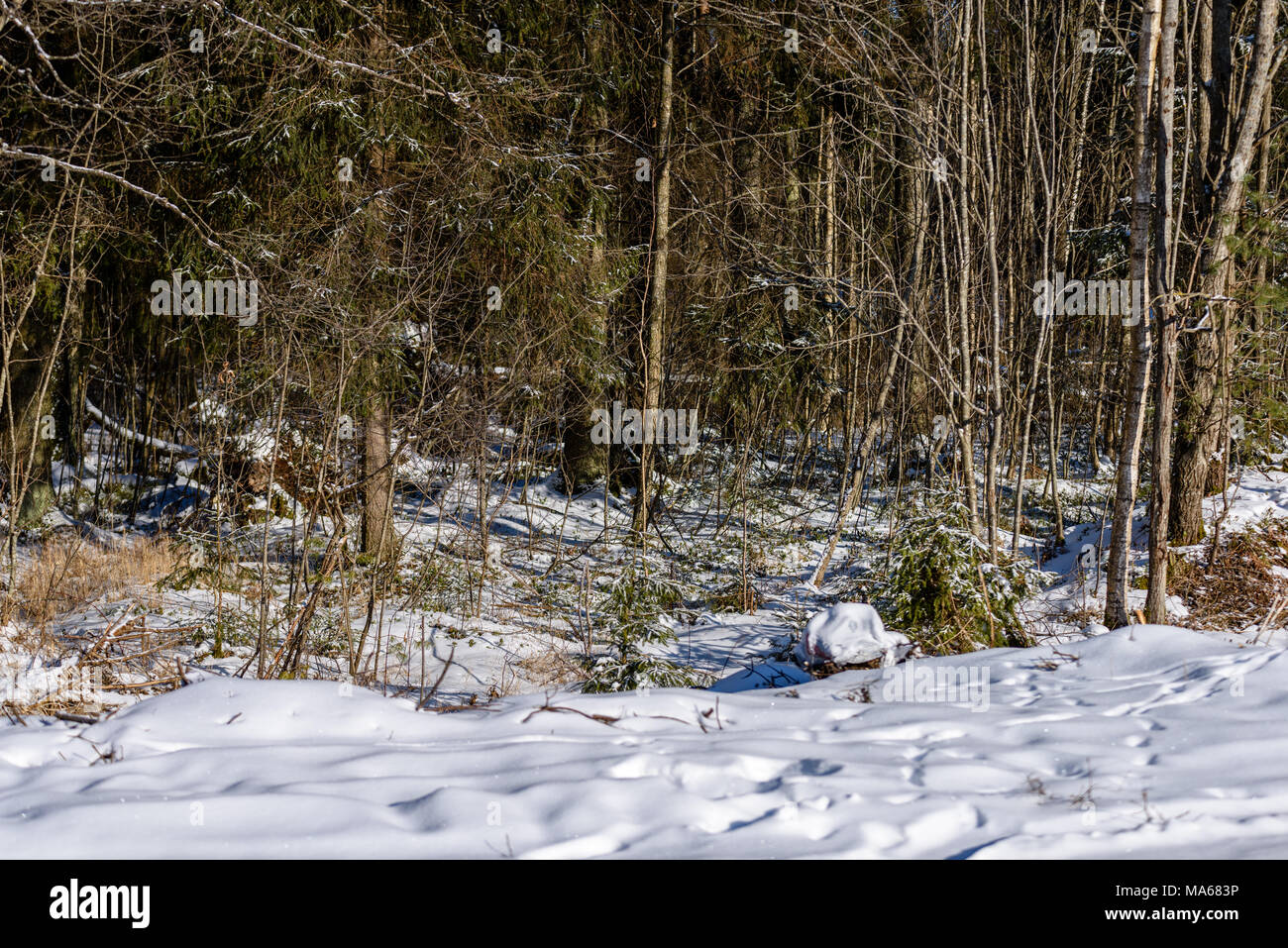 winter rural scene with snow and tree trunks in cold weather. sunny day ...