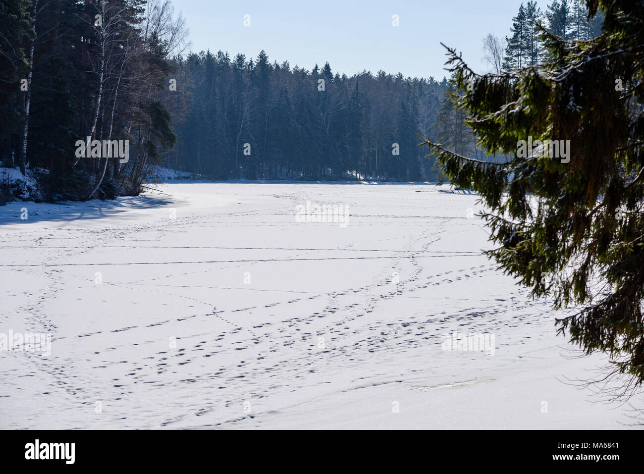winter rural scene with snow and tree trunks in cold weather. sunny day ...