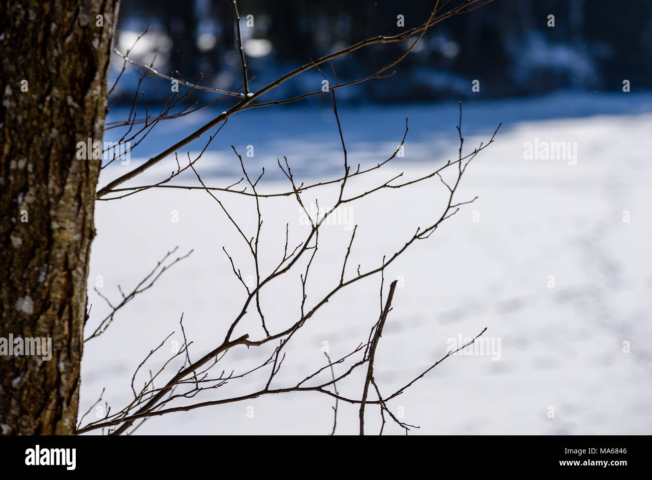 winter rural scene with snow and tree trunks in cold weather. sunny day ...