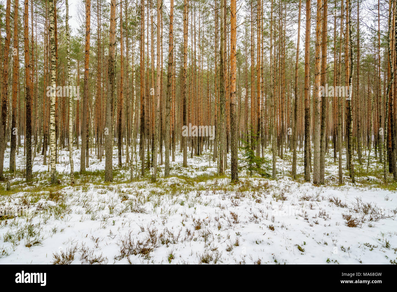 winter rural scene with snow and tree trunks in cold weather. sunny day ...