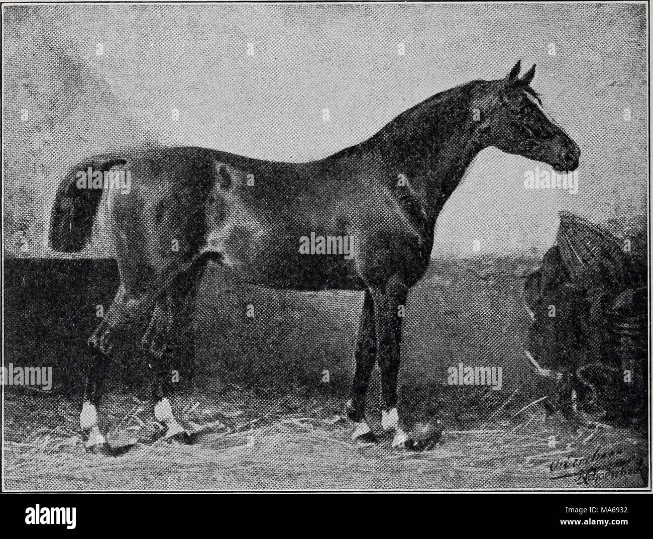 . Elements of hippology Stock Photo Alamy