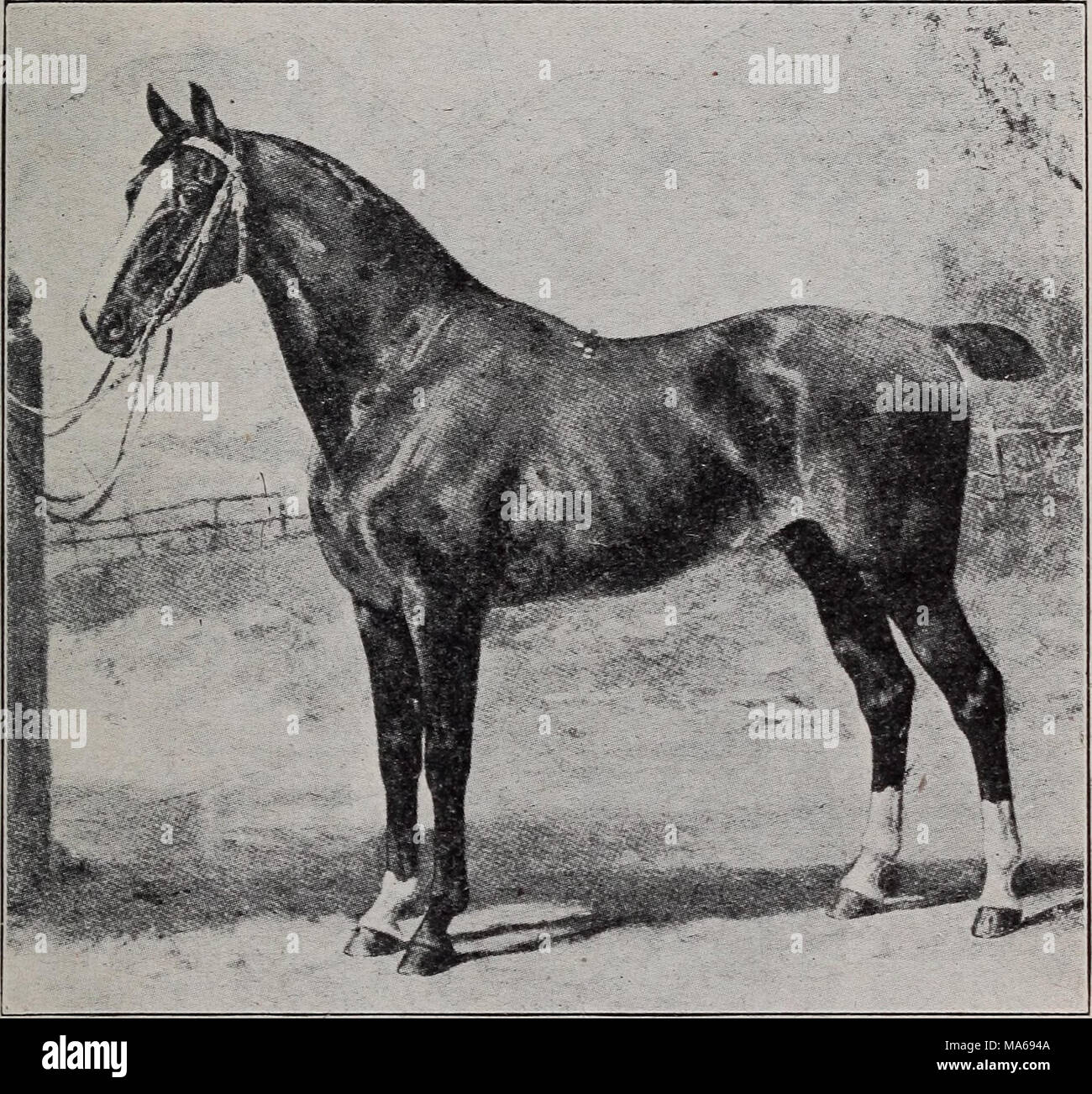 . Elements of hippology Stock Photo Alamy