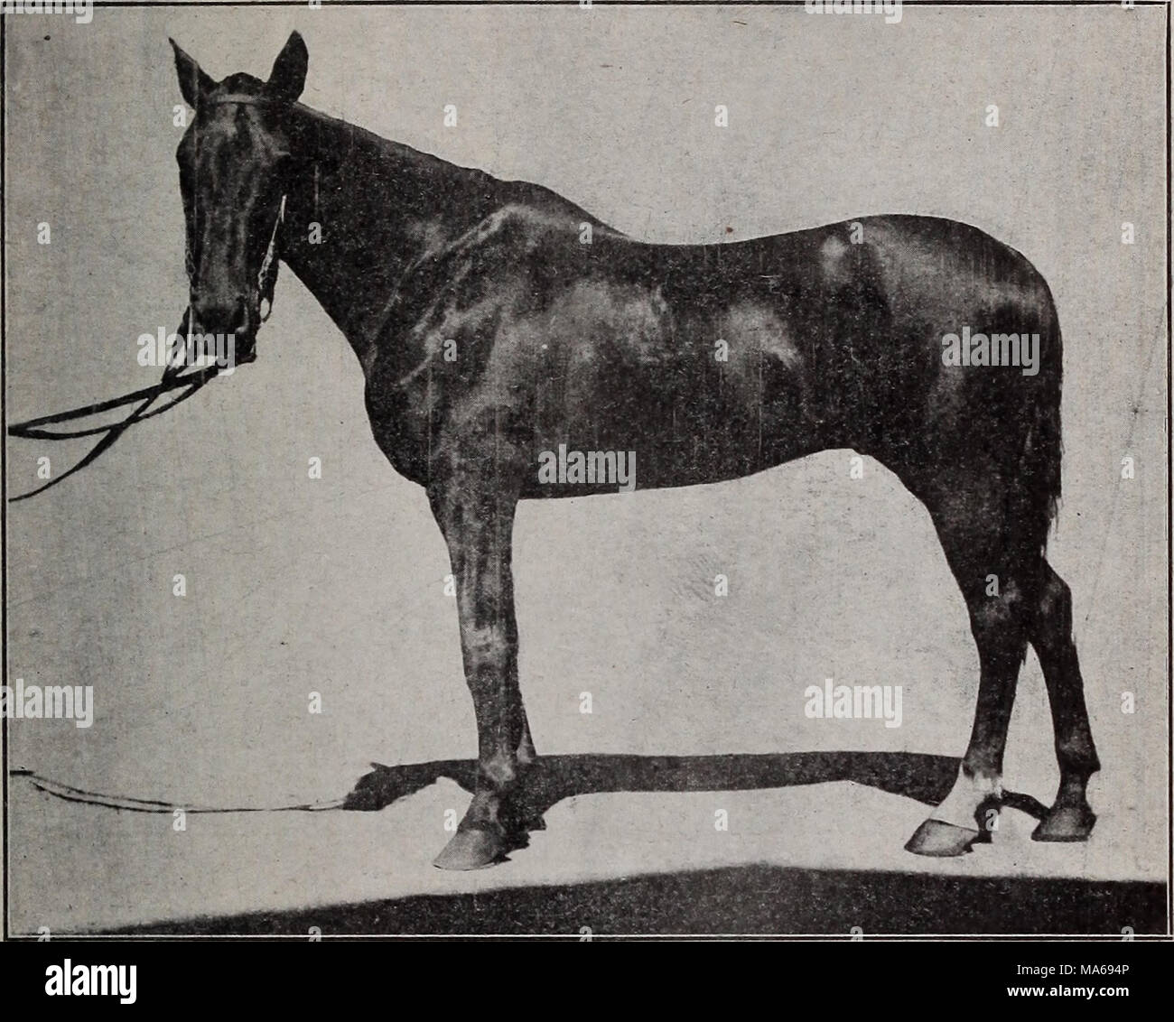 . Elements of hippology Stock Photo Alamy