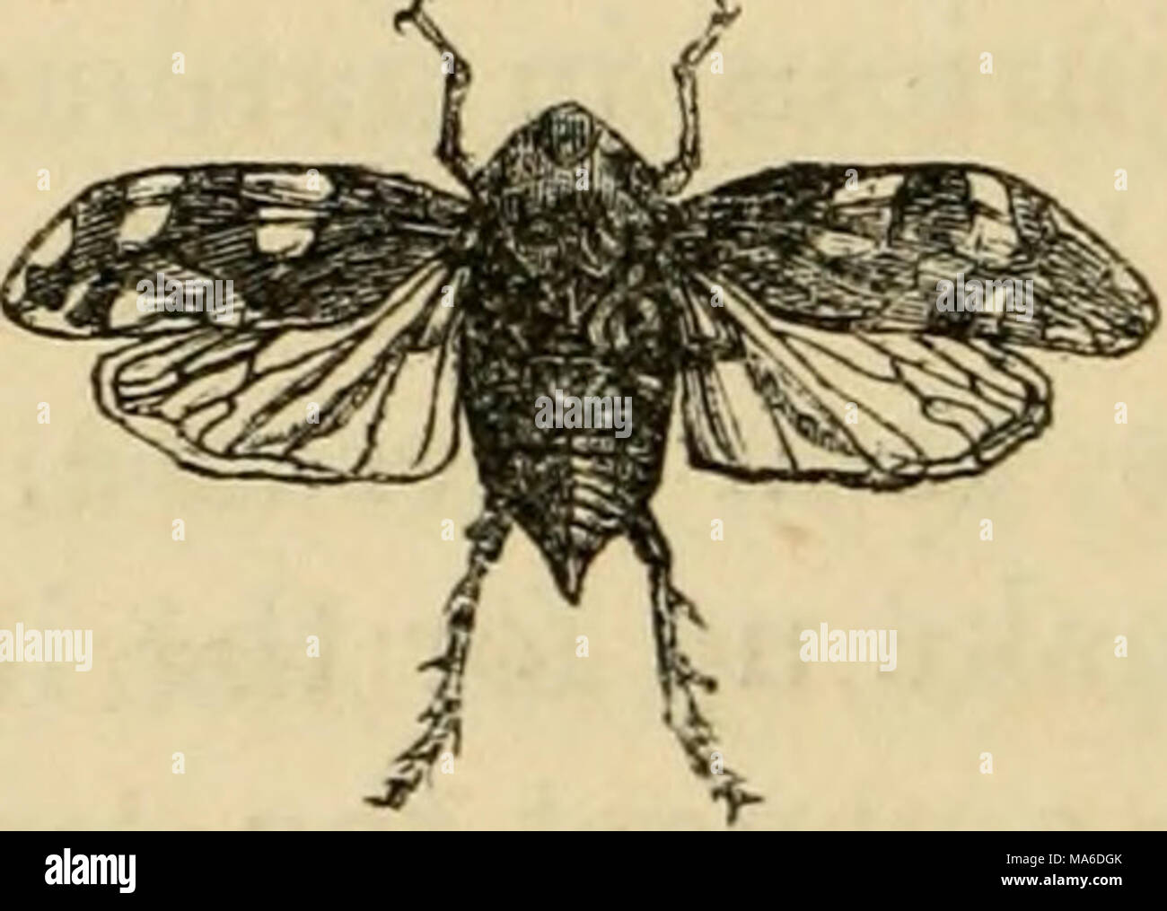 . Elements of entomology: an outline of the natural history and ...
