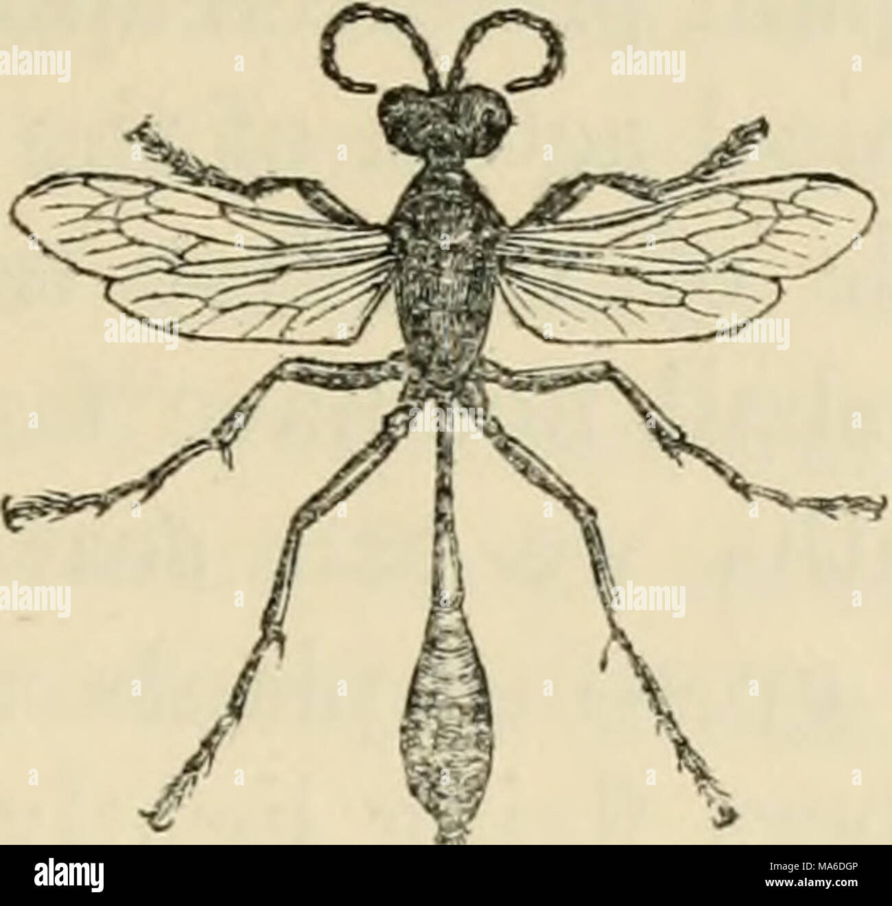 . Elements of entomology: an outline of the natural history and ...
