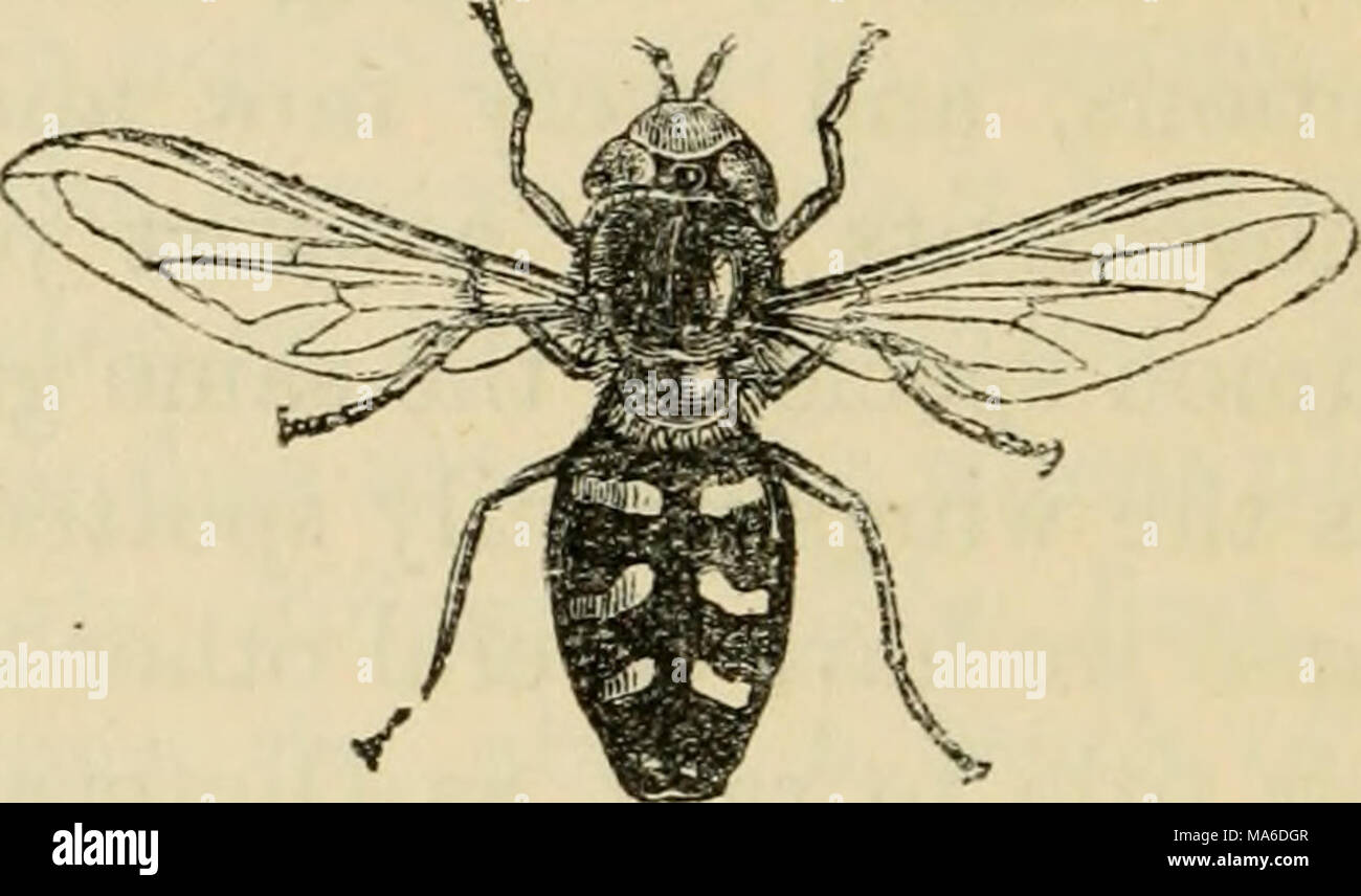 . Elements of entomology: an outline of the natural history and ...