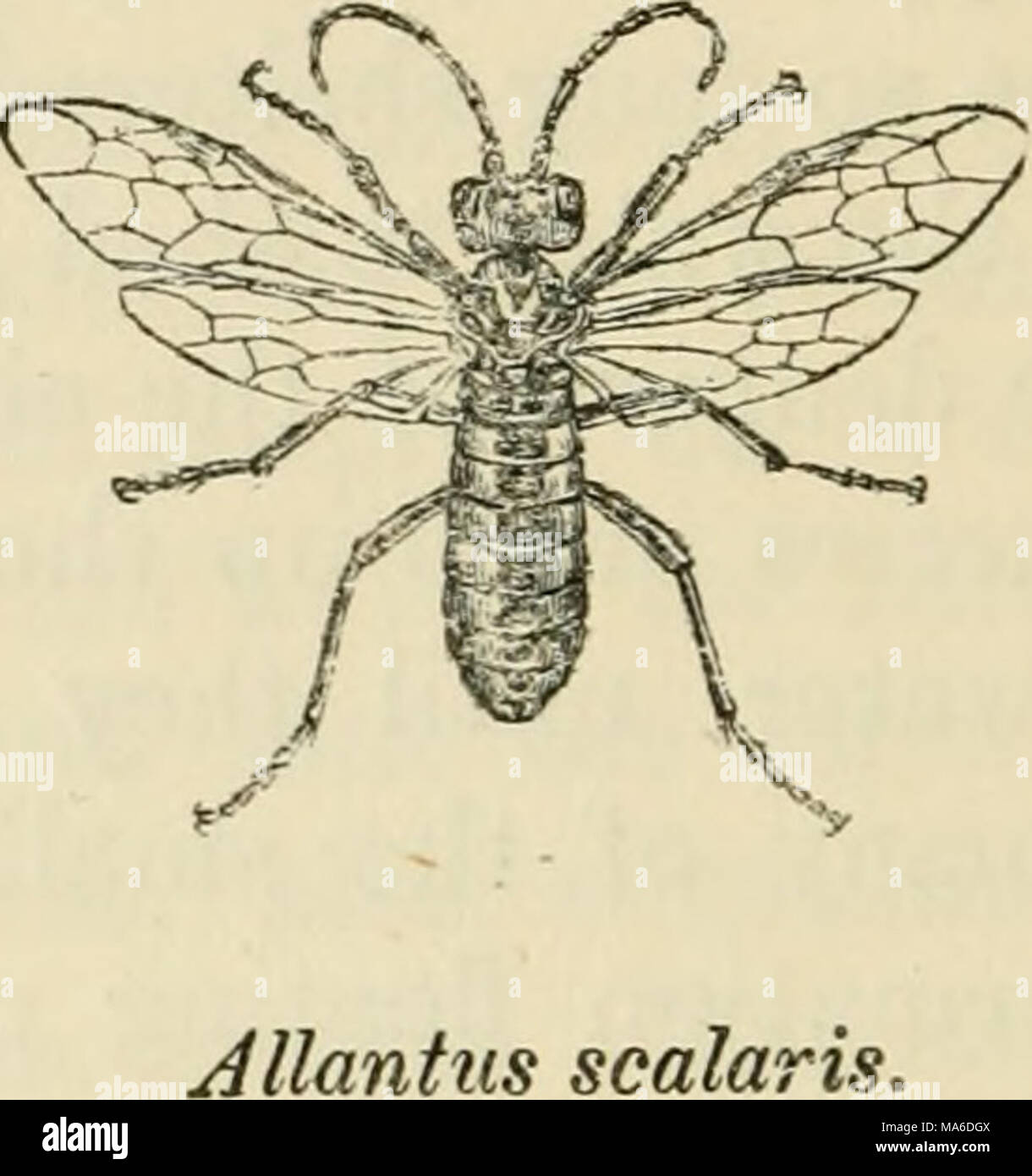 . Elements of entomology: an outline of the natural history and ...