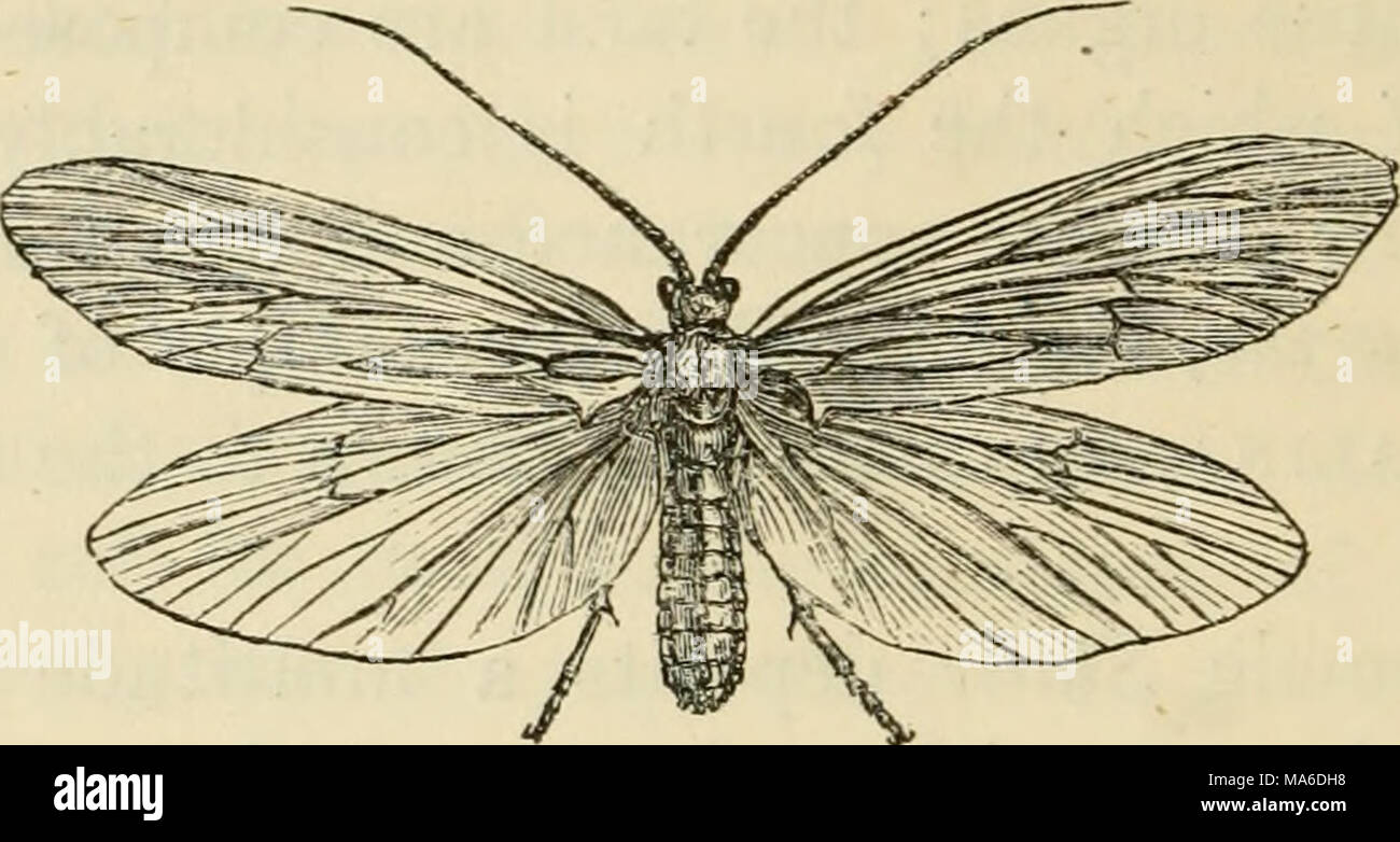 . Elements of entomology: an outline of the natural history and ...