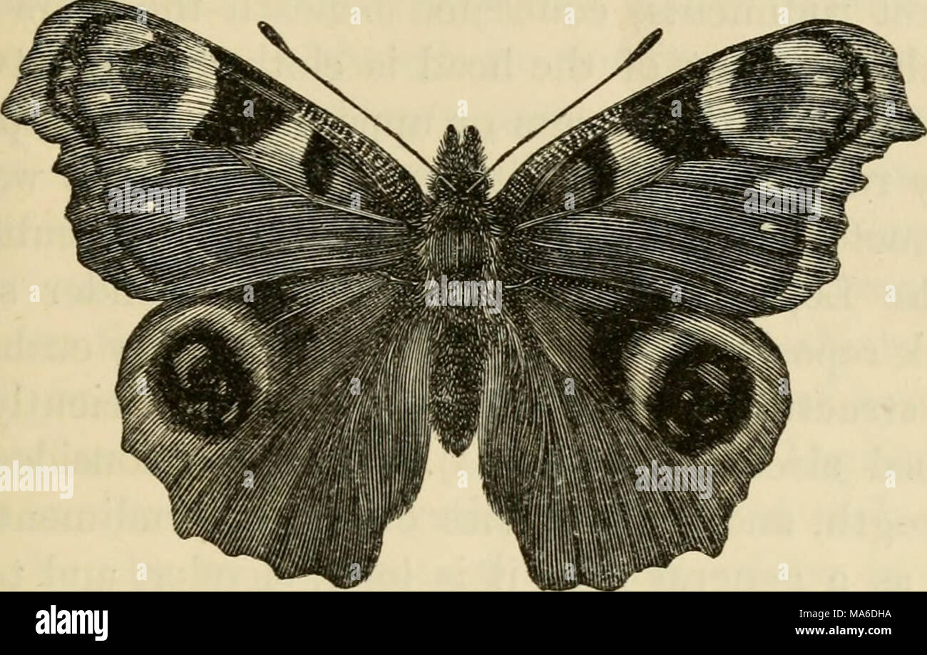 . Elements of entomology: an outline of the natural history and ...