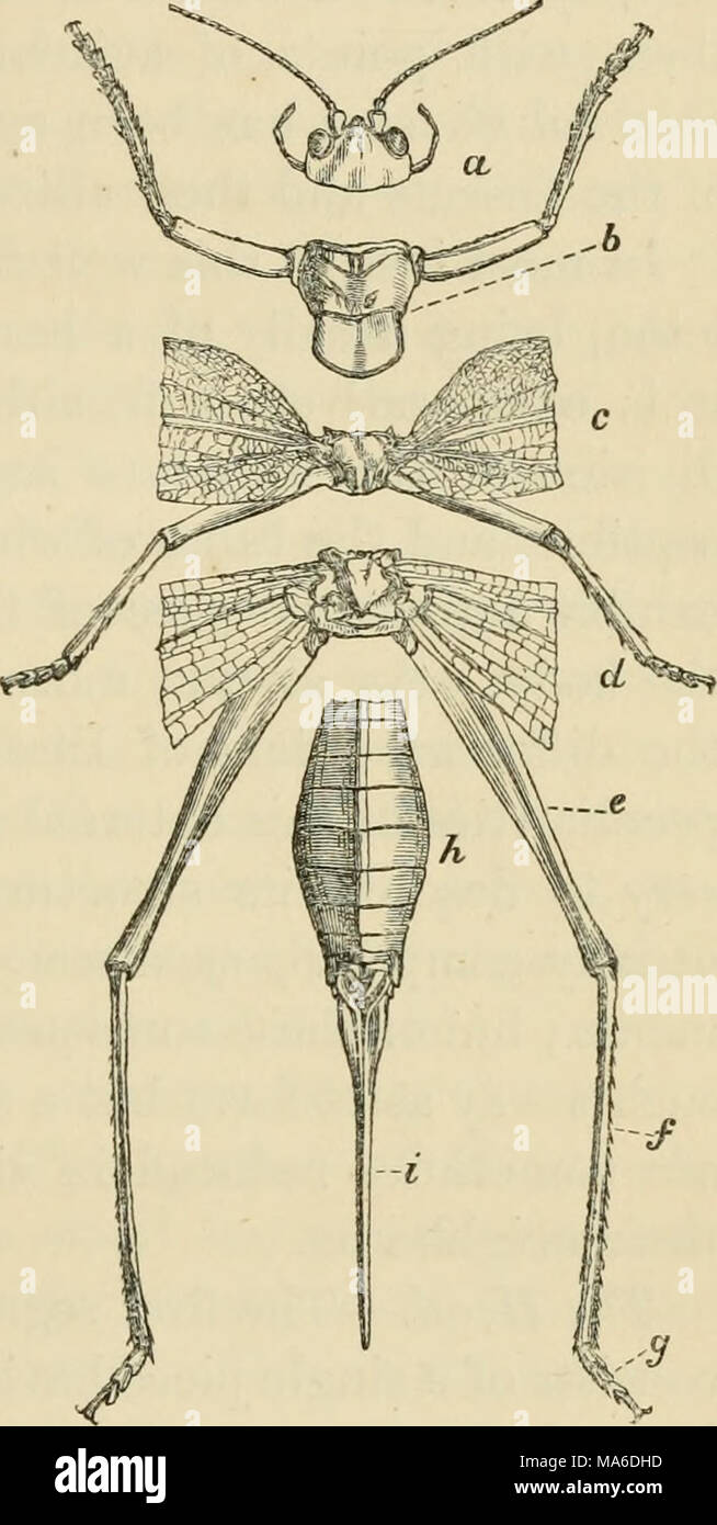 . Elements of entomology: an outline of the natural history and ...