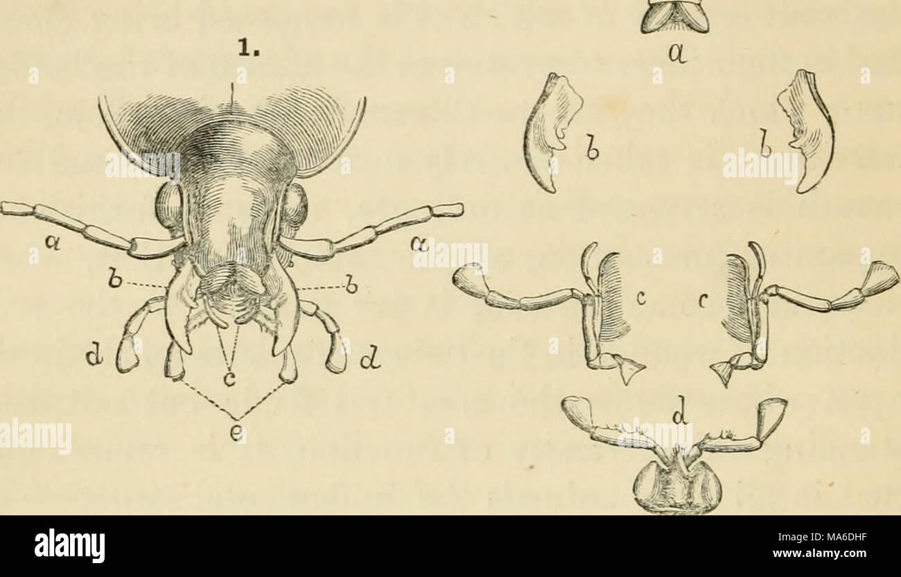 . Elements of entomology: an outline of the natural history and ...