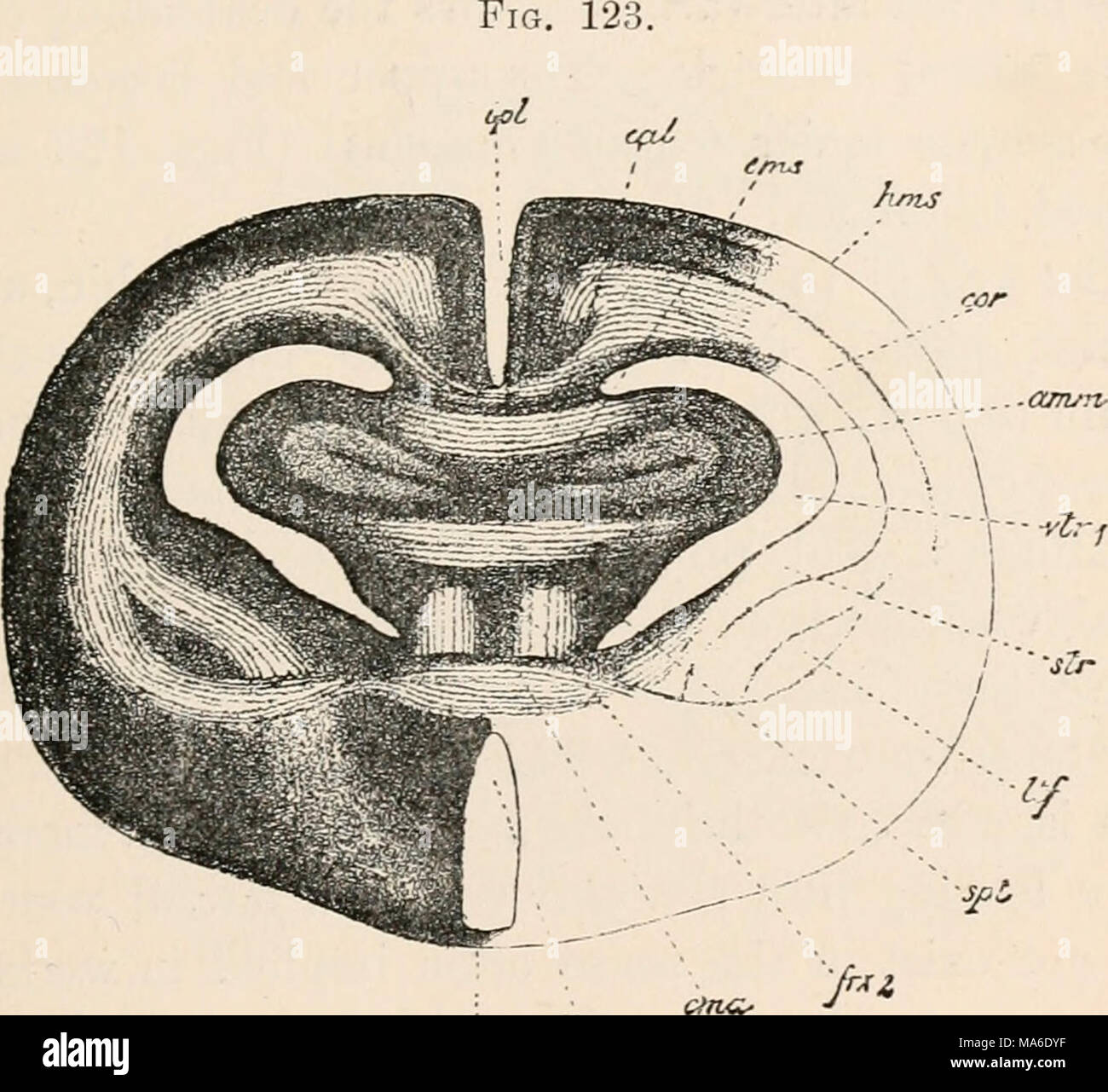. The elements of Embryology Stock Photo - Alamy