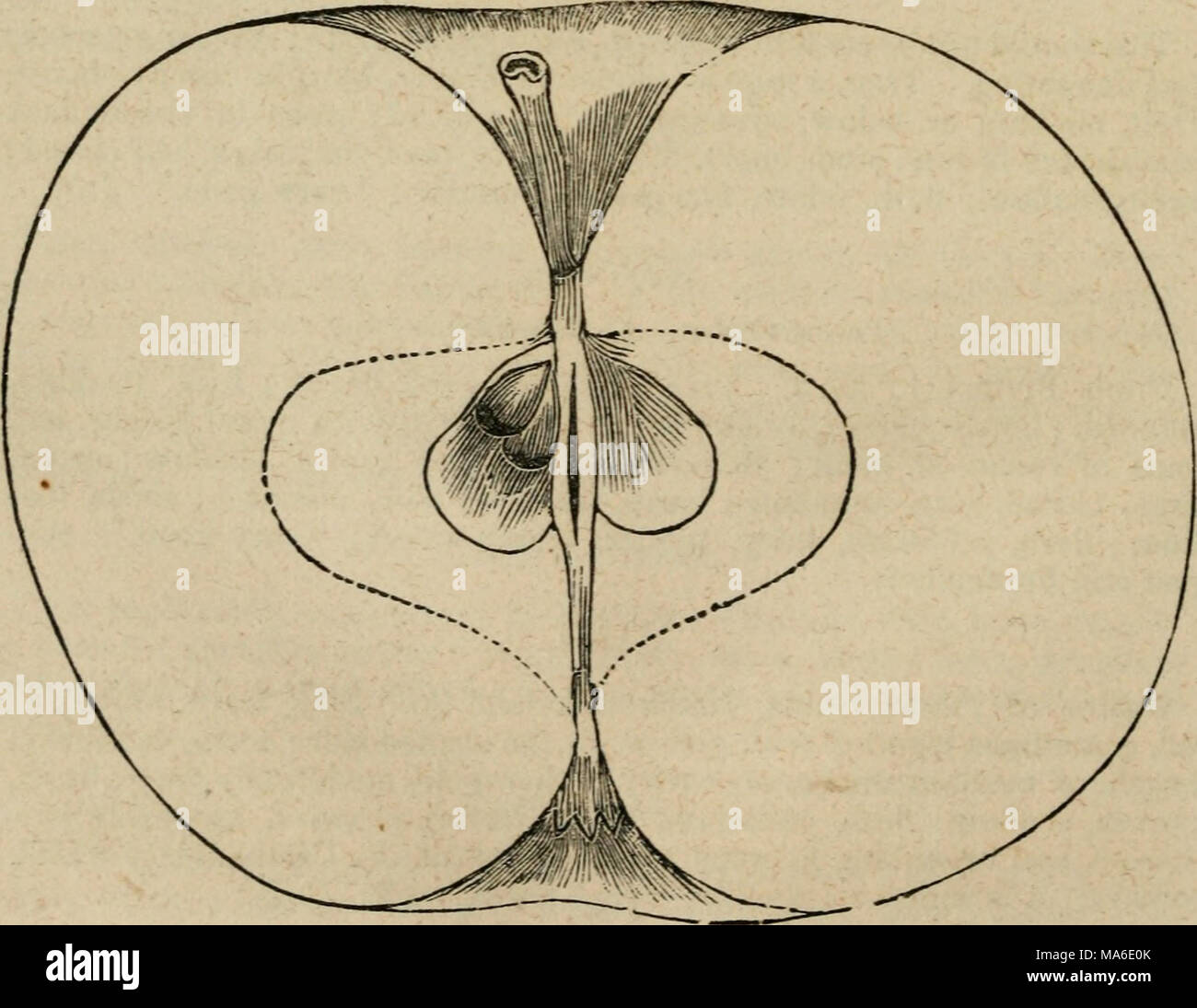 . Elliott's fruit book; or, The American fruitgrower's guide in