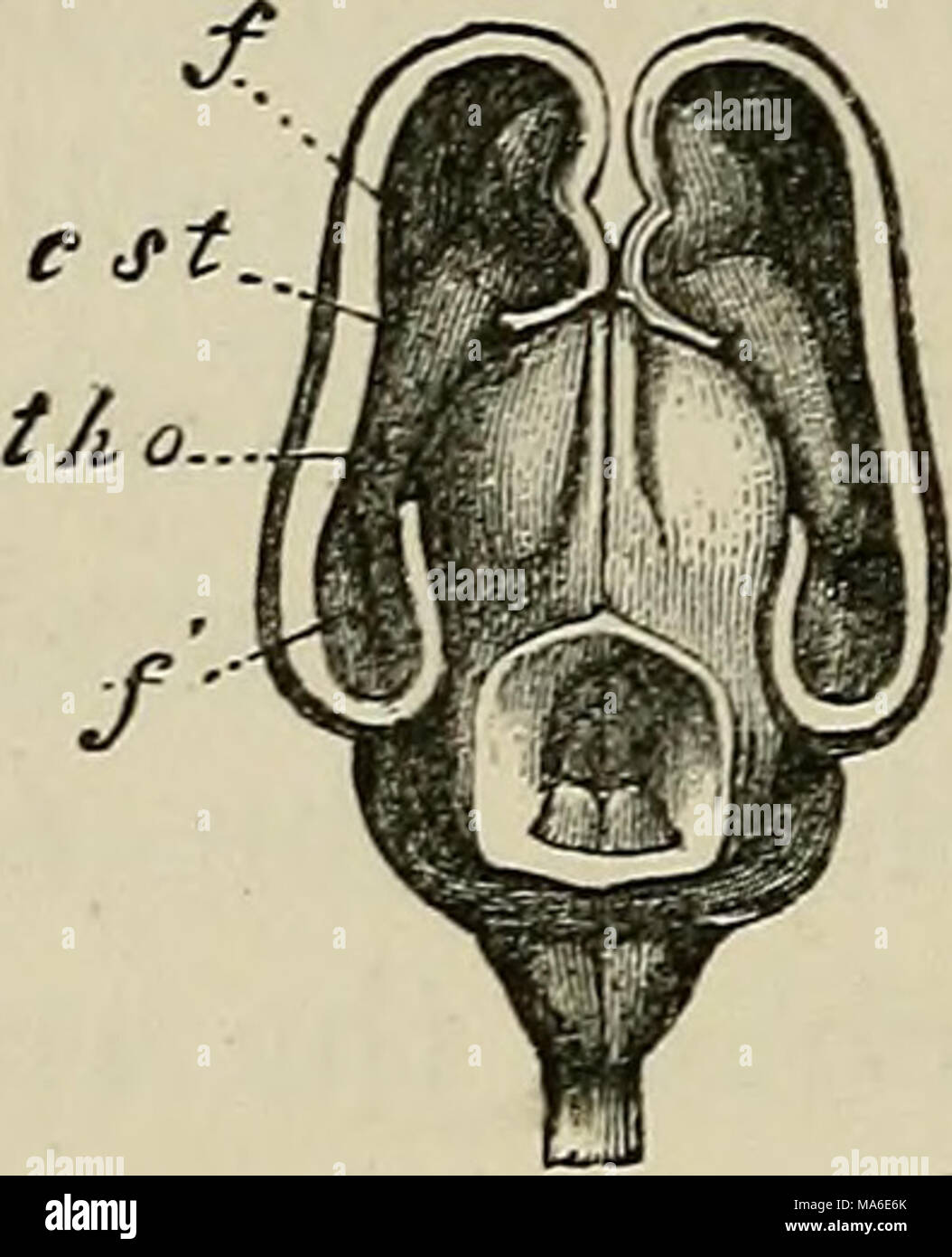 Cell embryo stages fertilization hi-res stock photography and images ...