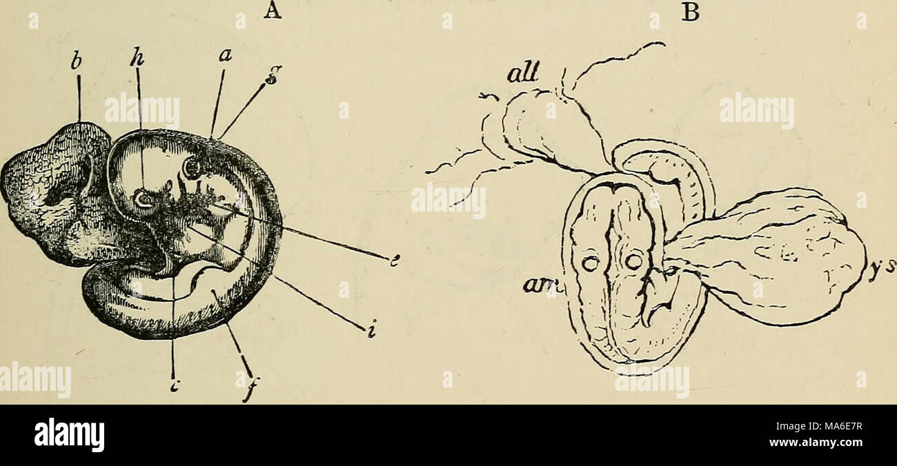 . The elements of embryology Stock Photo - Alamy