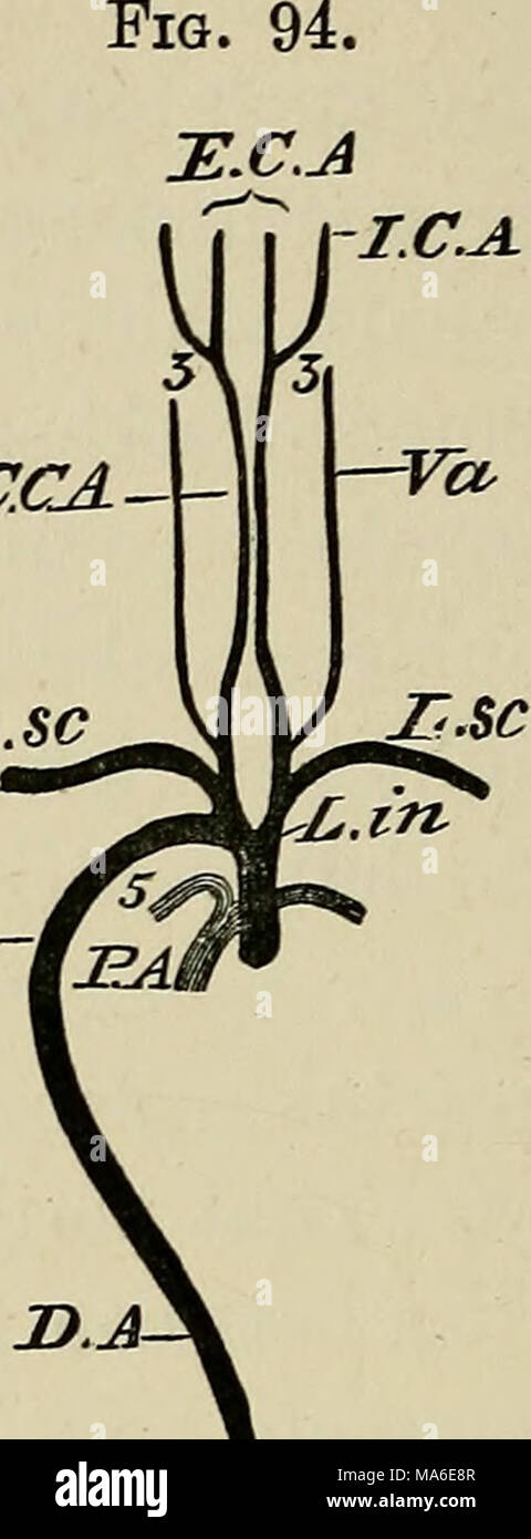 . The elements of embryology Stock Photo - Alamy