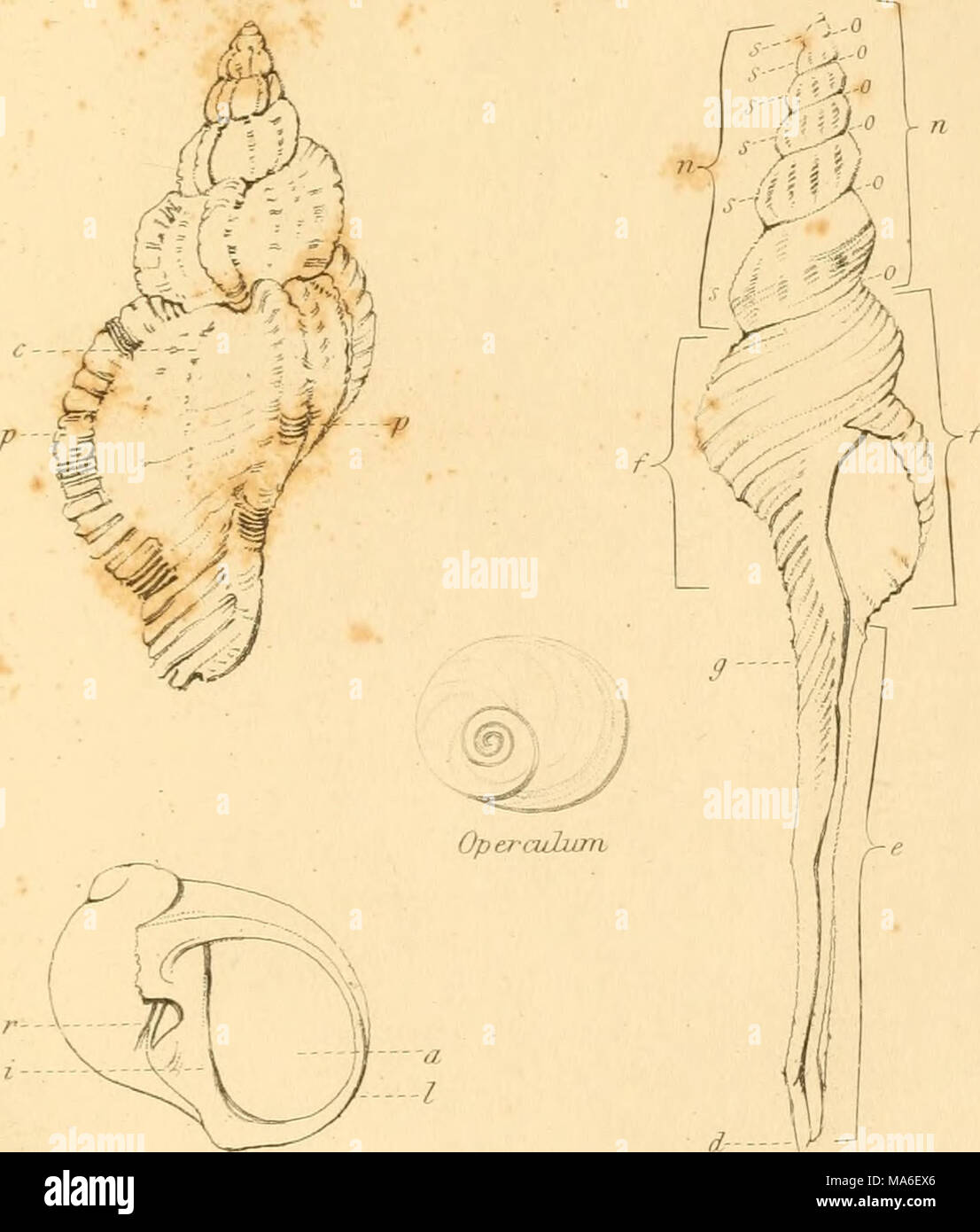 Linnean System.drawing . Elements of conchology, according to the Linnæan system Stock Photo ...