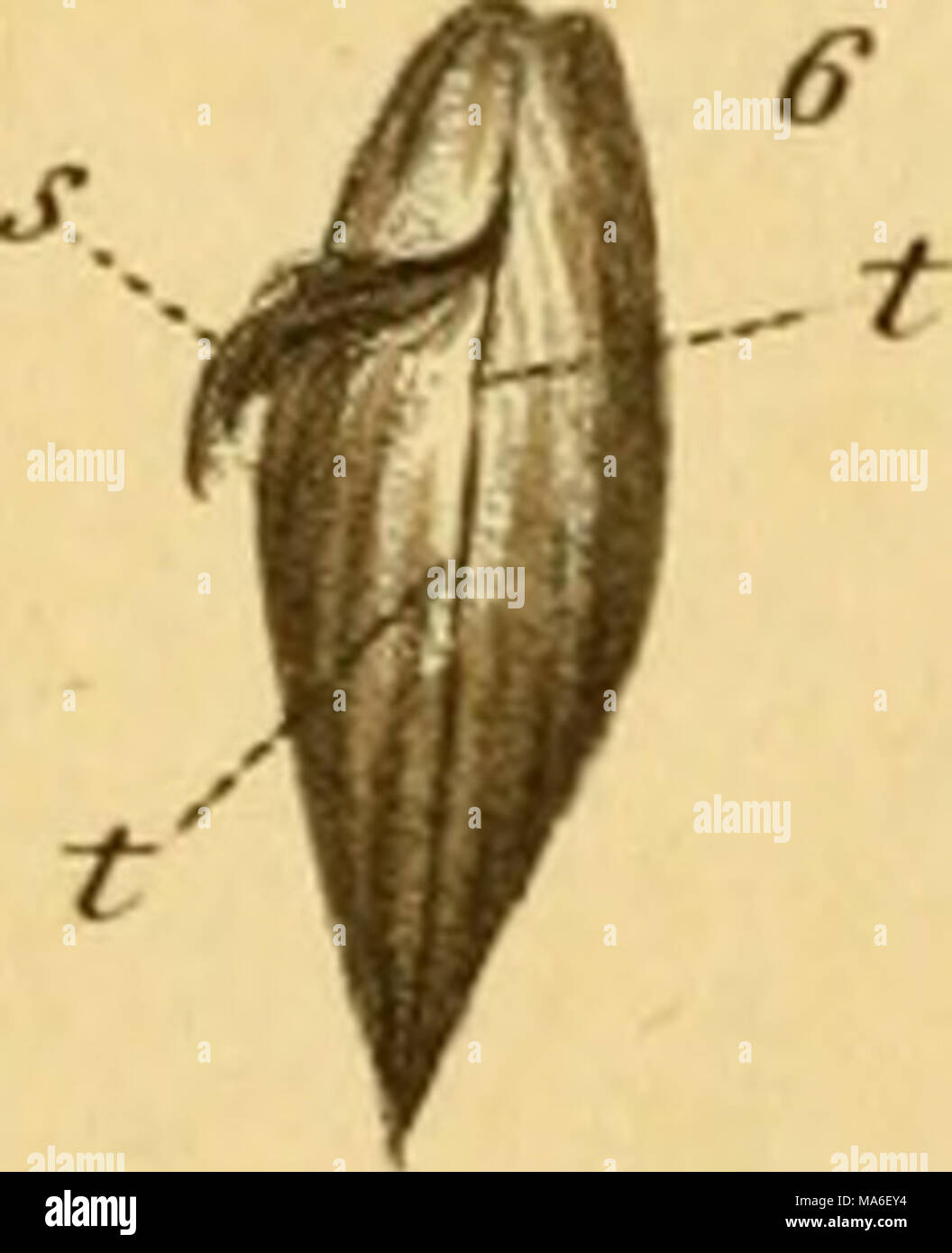 Linnean System.drawing . The elements of conchology, or, Natural history of shells : according ...