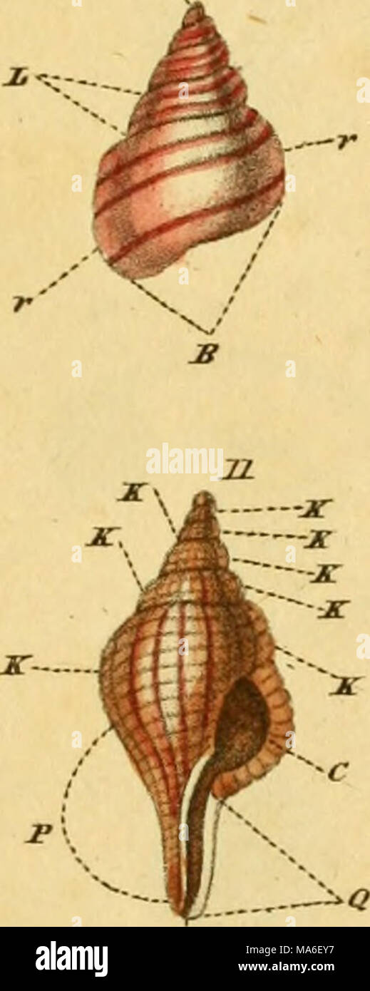 Linnean System.drawing . The elements of conchology, or, Natural history of shells : according ...