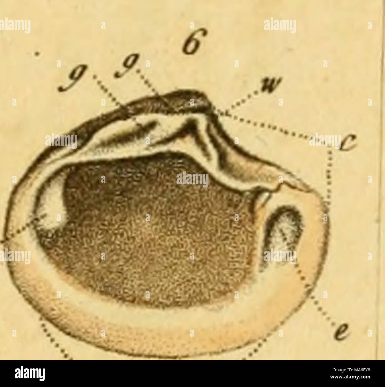 Shell Observations . The elements of conchology, or, Natural history of shells : according ...