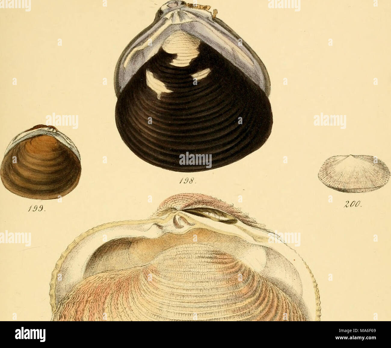 . Elements of conchology : an introduction to the natural history of ...