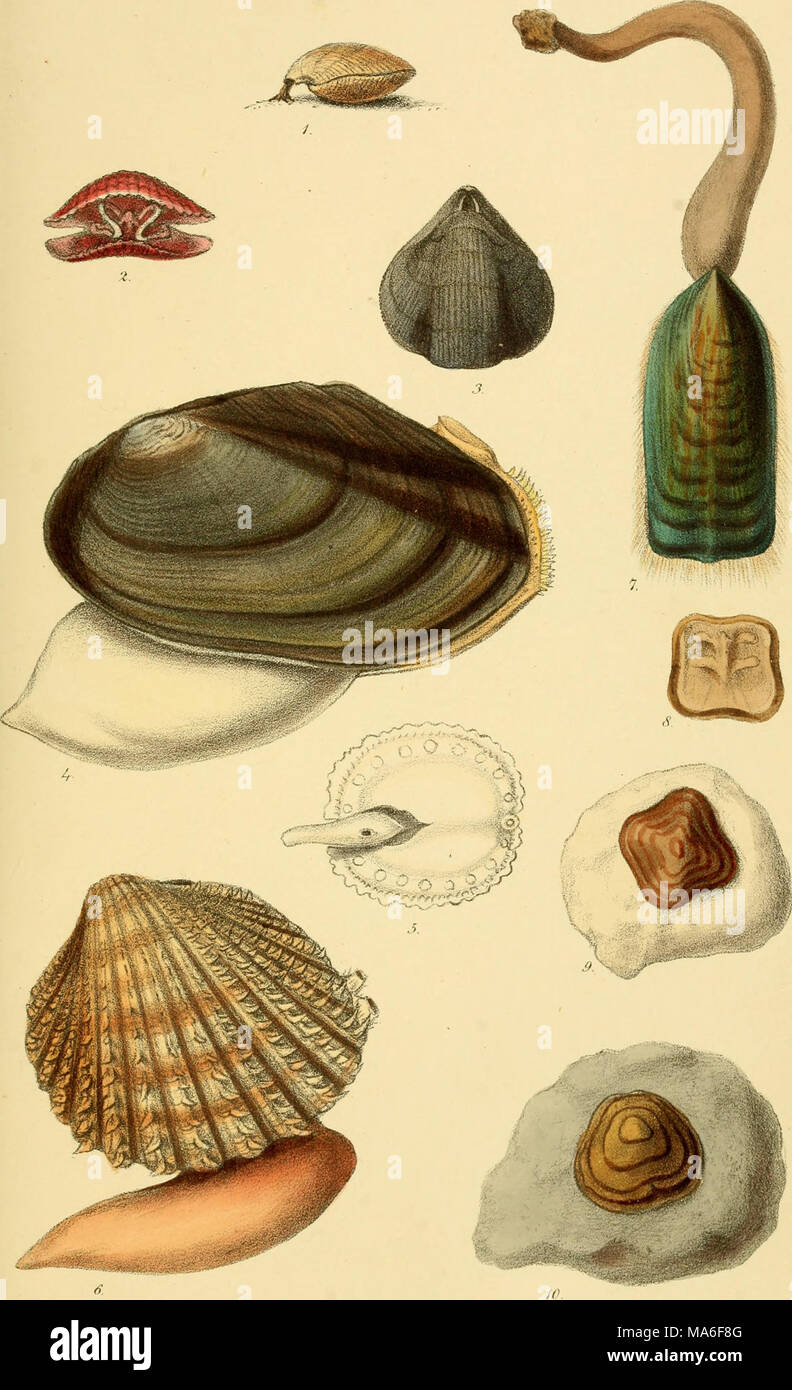 . Elements of conchology : an introduction to the natural history of ...