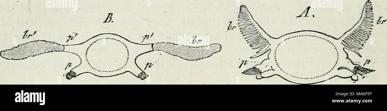 WHAT IS COMPARATIVE ANATOMY SHORT ANSWER visual data 8