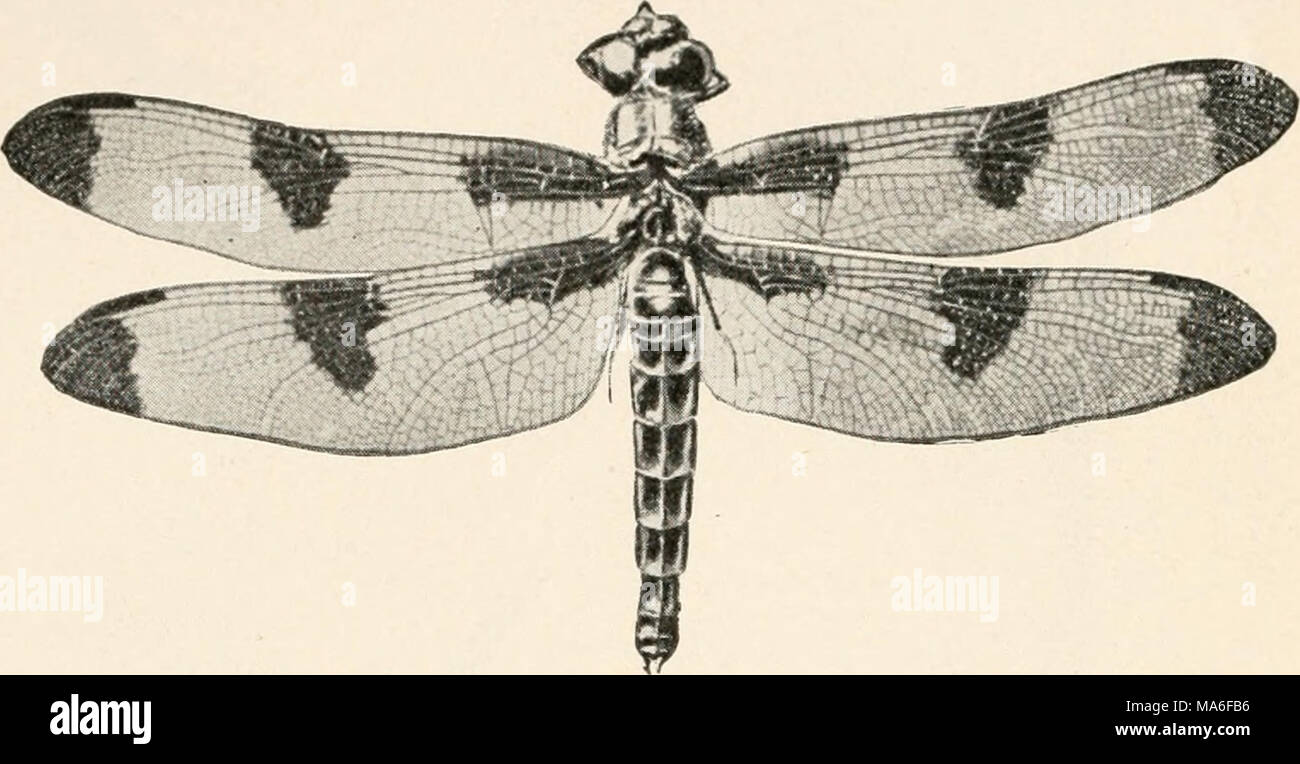 . Elementary entomology . FIG. 132. Dragon-fly (Libellulapnlchella}. (Slightly reduced) A, last nymphal skin ; B, adult. (After Folsom) SUMMARY OF THE NERVE-WINGED INSECTS AND THEIR RELATIVES A. With complete metamorphosis: Order Neuroptera. Wings equal; numerous cross veins. The dobsons (Sialidae). Larvae aquatic. The aphis-lions (Chrysopidae). Feed on aphides, etc. The ant-lions (Myrmeleonidae). Larvae make pits in soil. Order Mecoptera. Scorpion-flies. Elongate head, and tip of abdomen fang- like. Larvae live underground. Order Trichoptera. Caddis-flies. Wings with few cross veins and cloth Stock Photo
