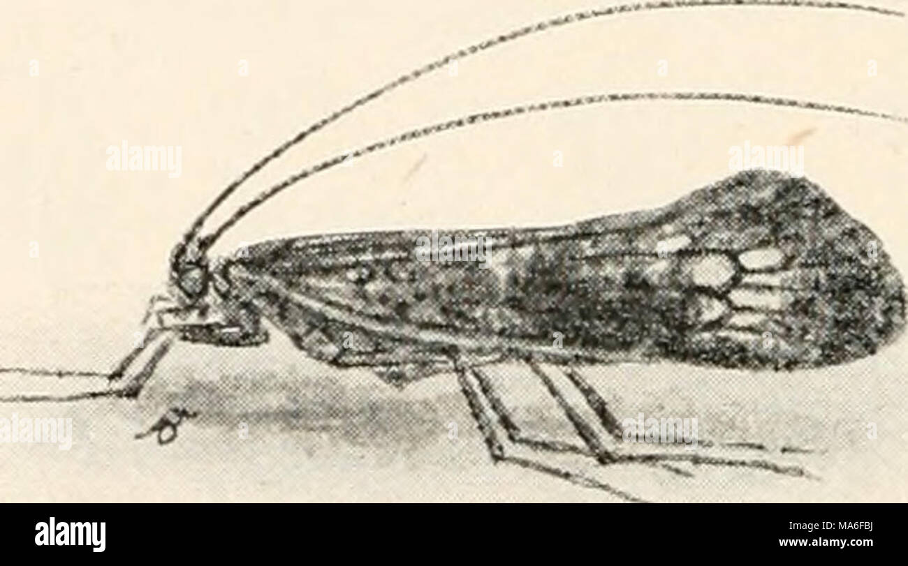 Elementary Entomology Fig 121 Adult Caddis Fly Goniotau Lius Di Sped Us Walk Enlarged After Needham To Be Carnivorous When Ready To Change To A Pupa The Caddis Worm Closes Up