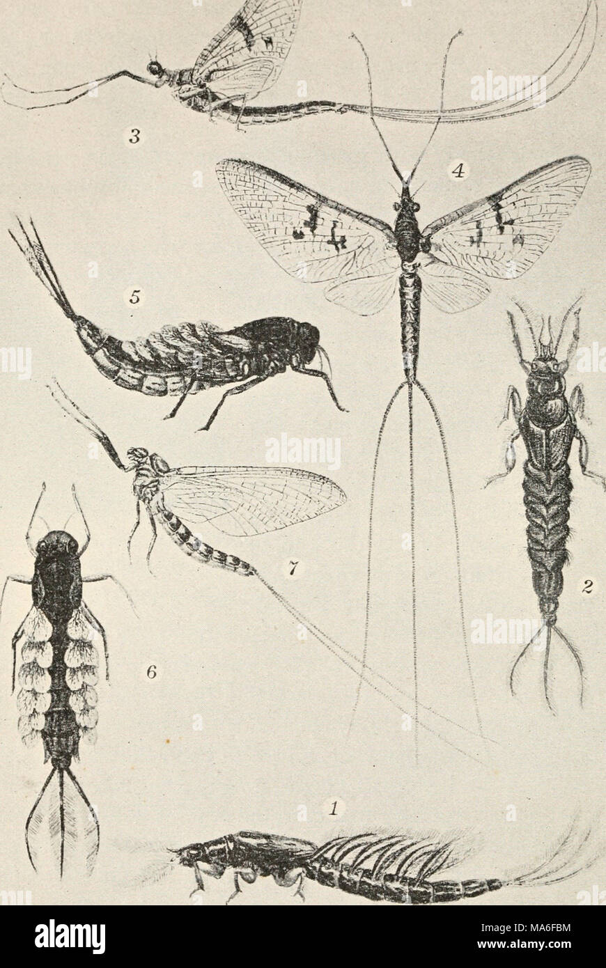 Mayfly Back View Mayfly Scientific Drawing