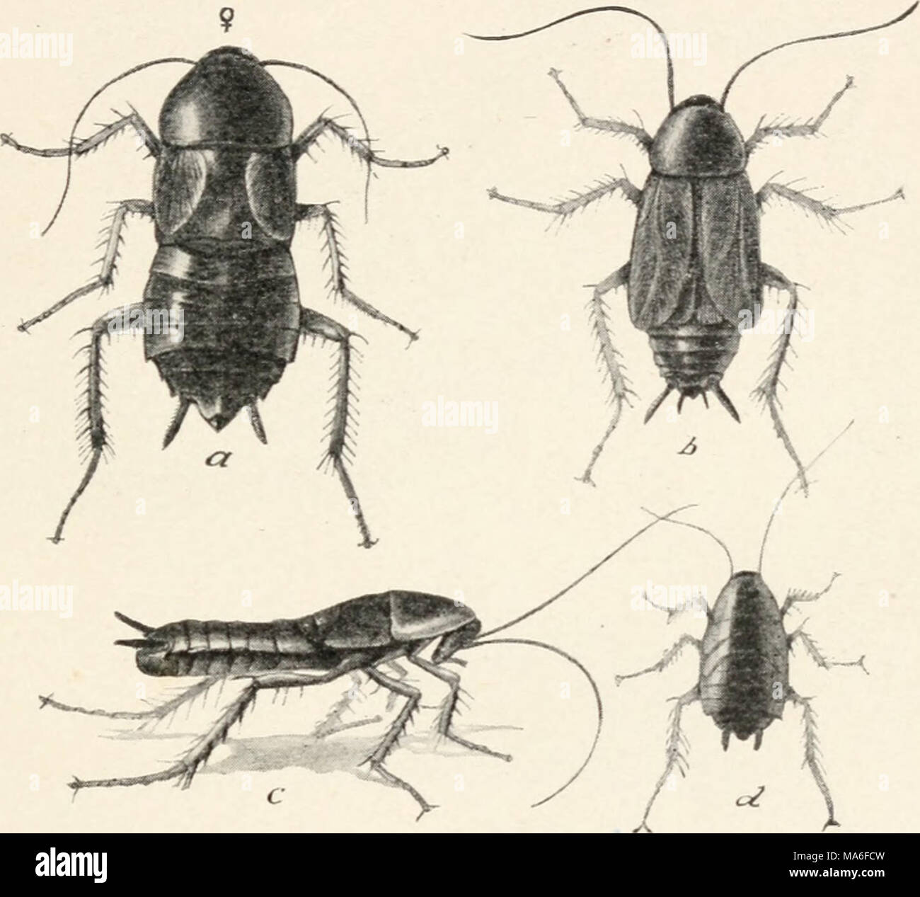 size 7 female to male