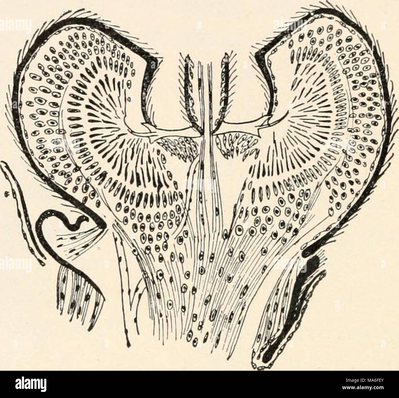 Nerve Cell Insect . Elementary entomology . FIG. 54. Diagram of longitudinal section ...