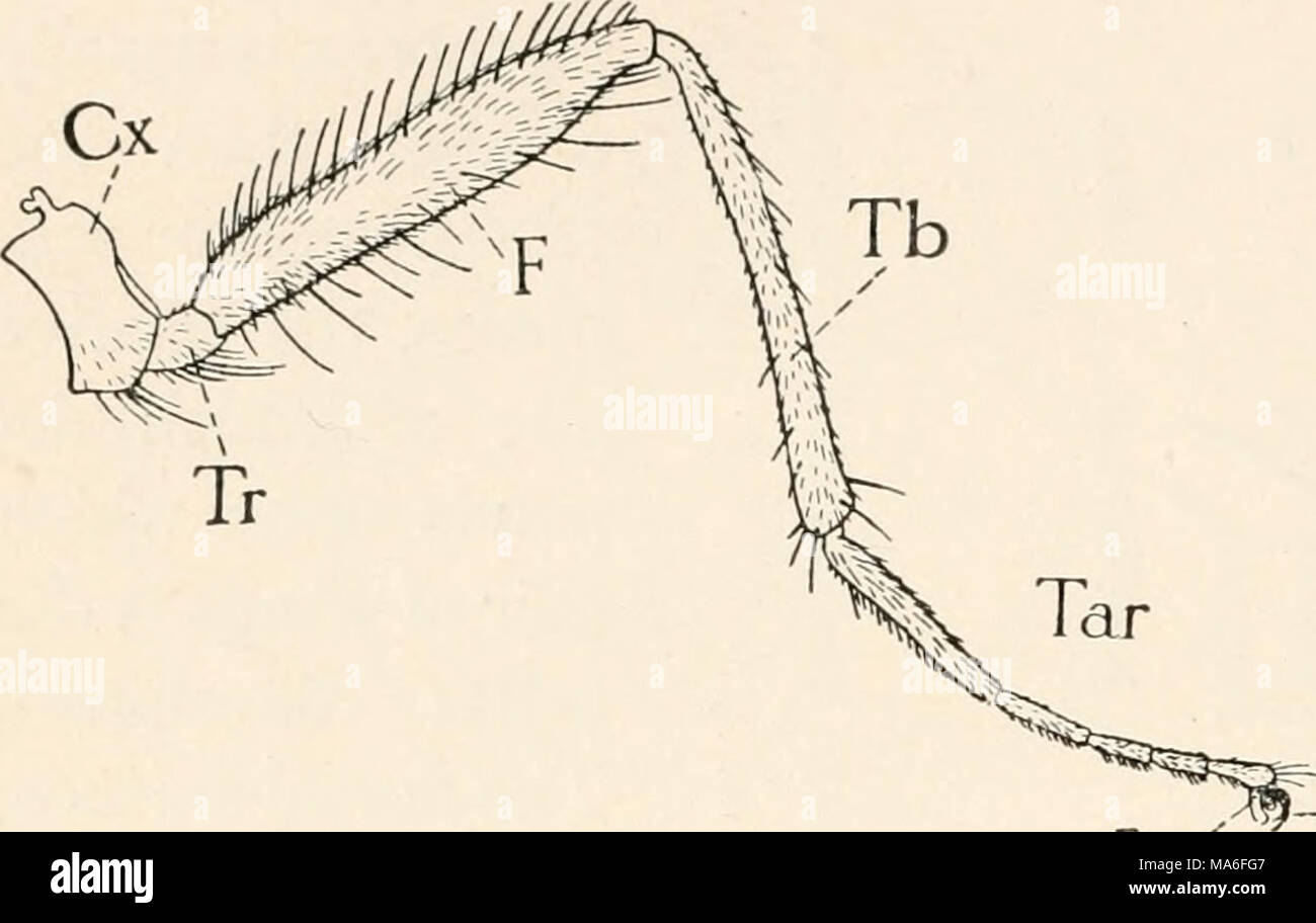 Elementary studies in insect life. Insects. 264 ELEMENTARY STUDIES IN  INSECT LIFE of which dovetails into the mesosternnm. This is the  metasternum. (Fig. 200.) Note that the first abdom- inal segment