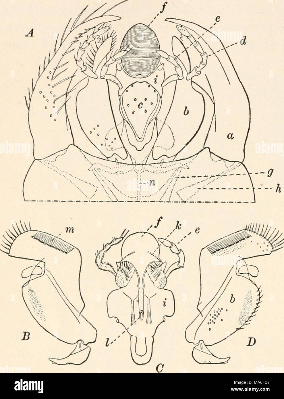 . Elementary entomology . B D FIG. 22. Mouth-parts of an ant (Myrmica rubra) A, seen from the lower side in situ; B and D, maxillae; C, labium seen from the upper side, detached ; a, mandible; t&gt;, maxilla; c, mentum ; rf, maxillary palp; e, labial palp ; f, glossa or tongue ; g, adductor muscle of mandible ; //, abductor muscle of mandible ; /, labium ; k, gustatory organs; /, duct of salivary glands; ;«, maxillary comb; n, gular apodeme. (After Janet, from Wheeler) Stock Photo