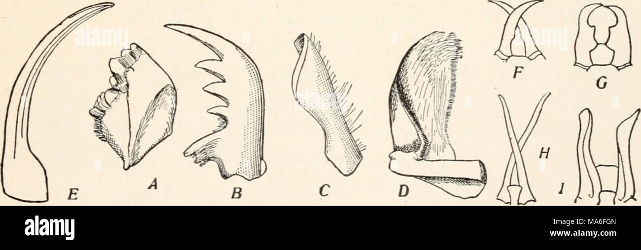 . Elementary entomology . FIG. 12. Various forms of mandibles A, grasshopper (Melanoplns) ; B, tiger beetle (Cicindelidae) ; C, bee (Apis) ;"Z>, Onthopha- gus; E, lace-winged fly (Chiysopa) ; f-f, soldier termites. (After Hagen, from Folsom) The mandibles, or jaws, are composed of a single toothlike piece and move in a transverse plane. The form of the mandibles Stock Photo