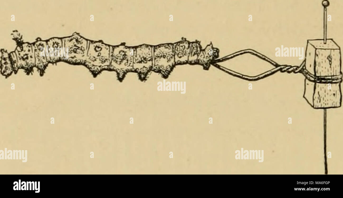 . Elementary entomology . Fig. 491. Method of mounting inflated larvae (After Washburn) The rolling is then continued until the entire contents of the body have been forced out through the posterior end. A straw or a glass tube which has been drawn out to a fine point is next in- serted through the open- ing. This may in turn be attached to a rubber tube and bulb, or the larva may be inflated by blow- ing gently through the tube. In order to keep the specimen on the end of the tube, it should be allowed to dry for a few minutes. To thoroughly dry the skin it is kept distended inside a glass la Stock Photo