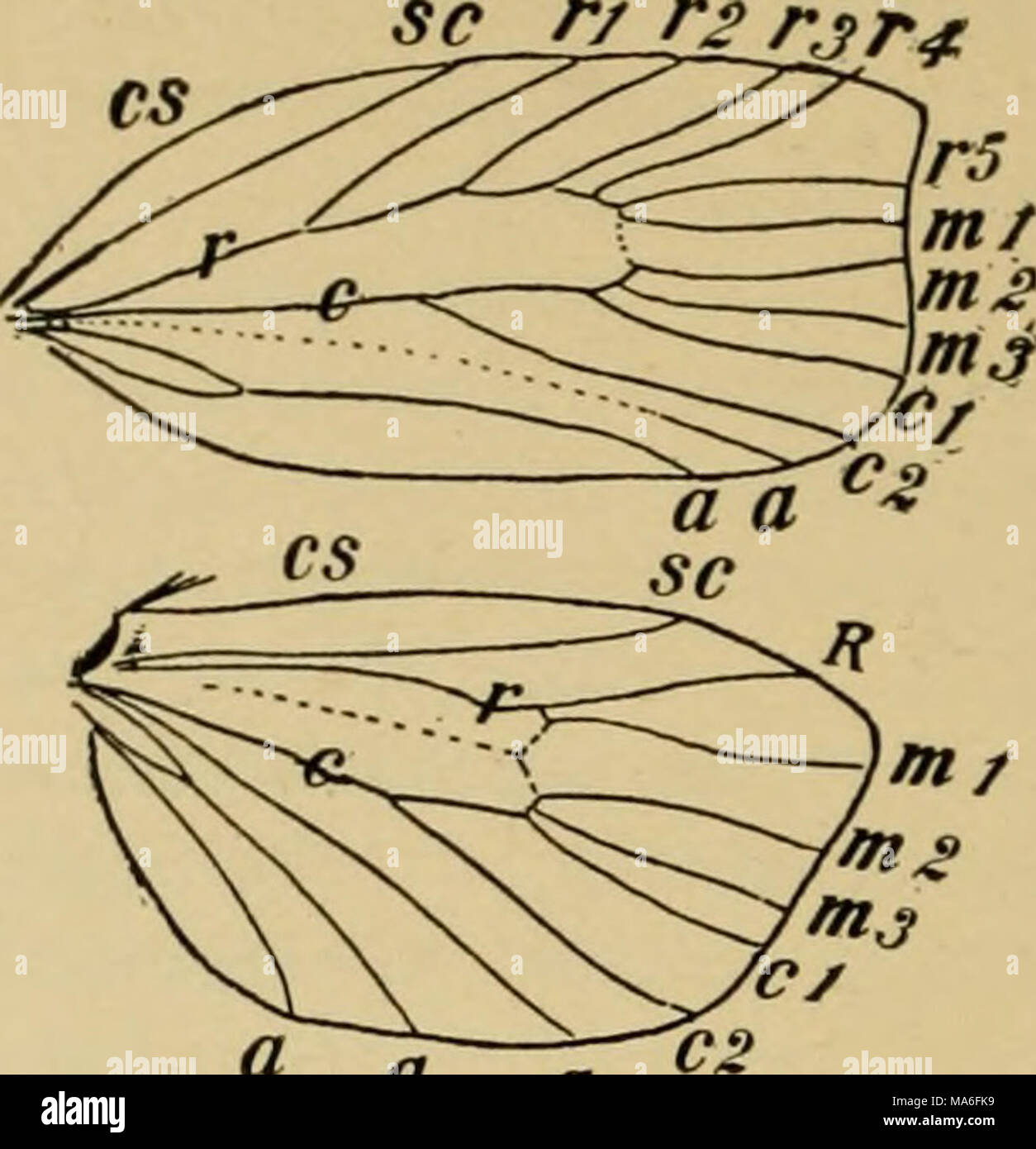 . Elementary entomology . &quot; fl fl Fig. 438. Venation of a tortricid moth [Cacoecia ce7-asivora}ia) (After Comstock, from Kellogg) ririXsr-f Stock Photo