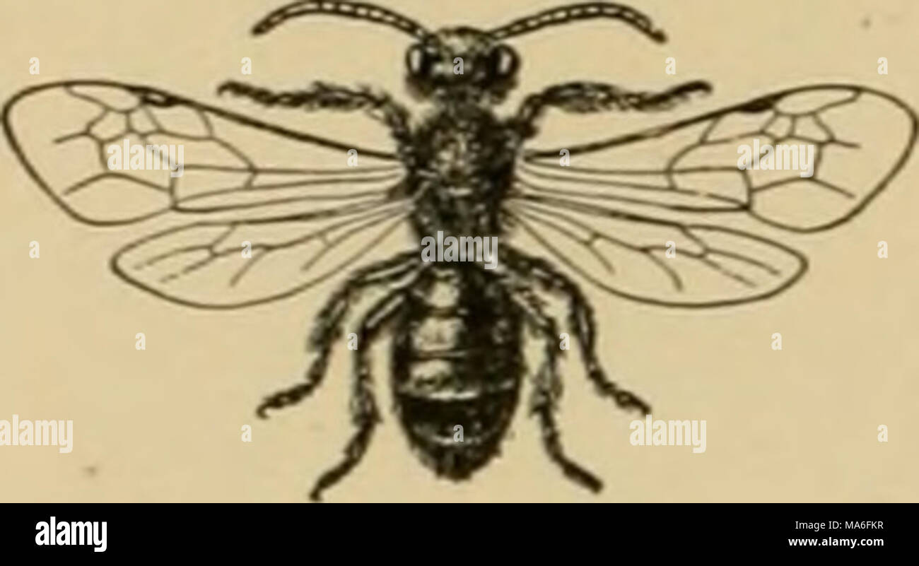 . Elementary entomology . Fig. 426. A common short-tongued bee {A//- drena sp.). (Slightly enlarged) None of the short-tongued bees Hve in colonies, and many of them make their nests in the ground, which has given them the name of &quot;mining bees.&quot; Their tunnels are usually branched, each branch terminating in a single cell, which is lined with a sort of glazing. After this cell is filled with nectar and pollen, the Q.gg is laid and the cell is then sealed up. Quite commonly, large numbers of these tunnels will be found near together, forming large villages. Some of the smaller forms mi Stock Photo